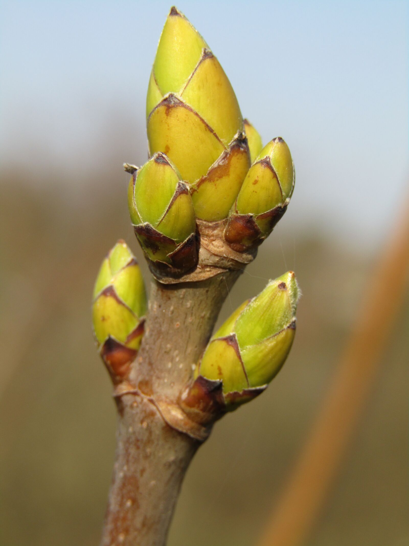 Canon POWERSHOT SX432 IS sample photo. Bud, branch, spring photography