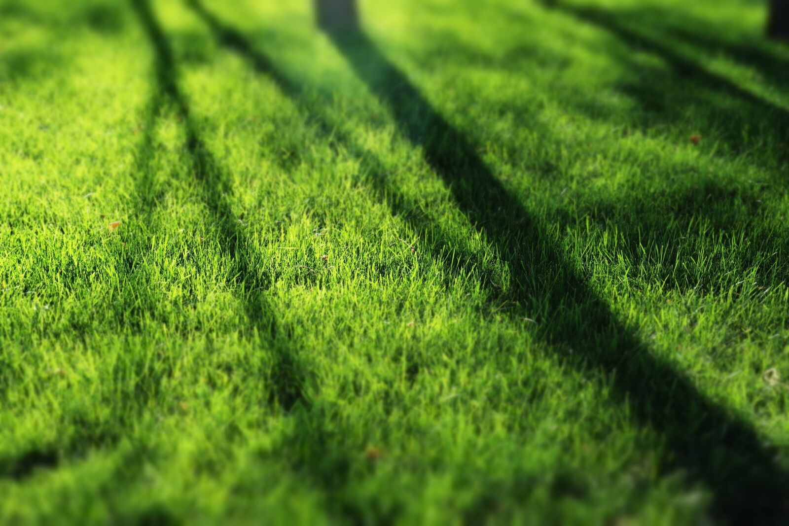 Canon EOS M6 sample photo. Green, grassland, sunshine photography