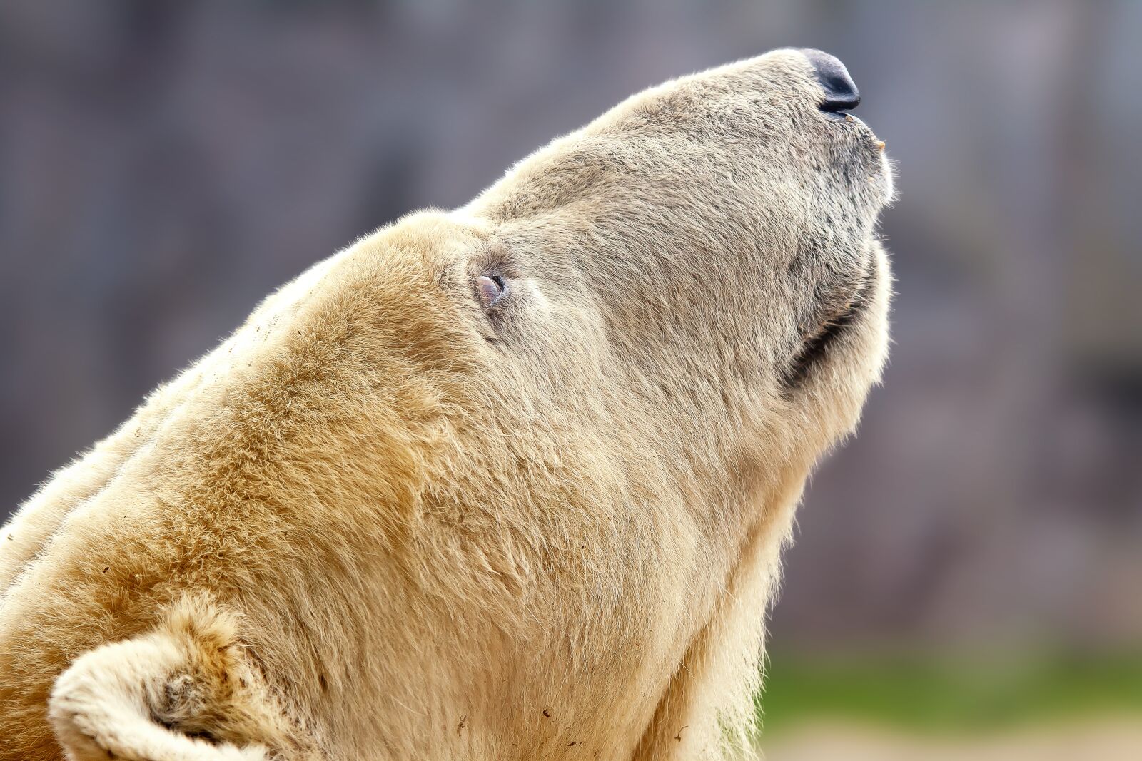 Canon EOS 50D sample photo. Polar bear, alaska, animal photography