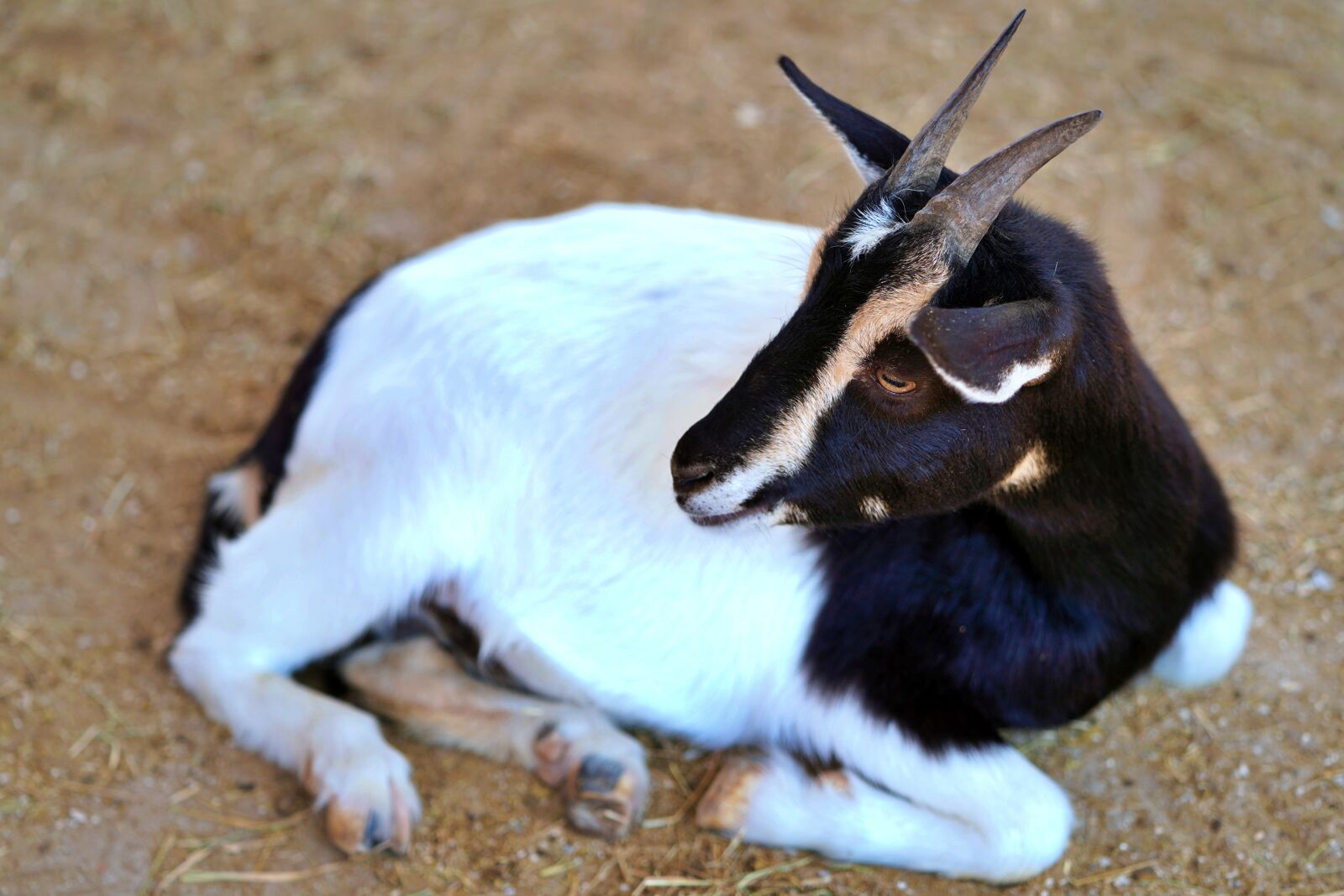 Sony a7 III sample photo. Goat, horns, zoo photography