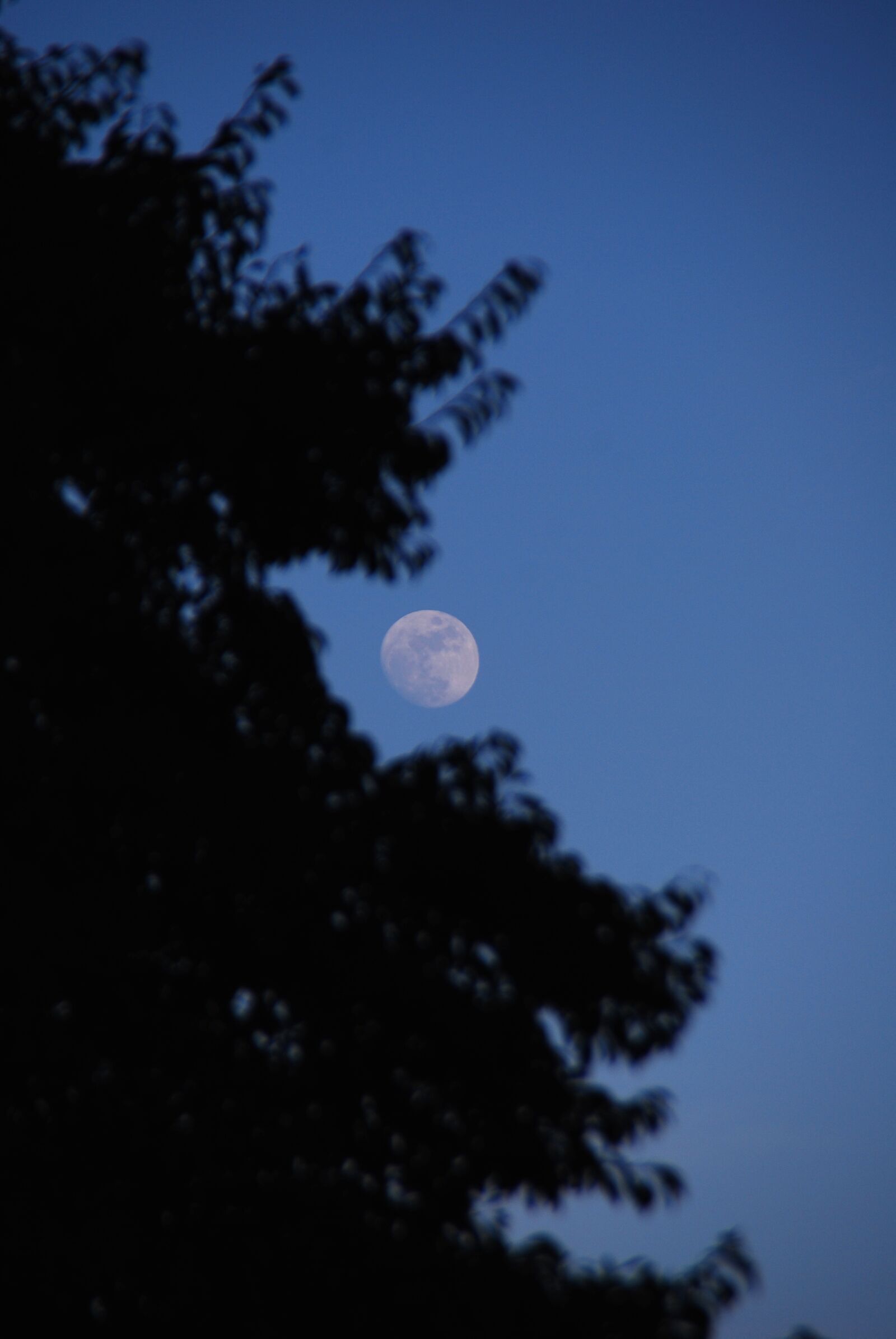 Nikon D40X sample photo. Moon, sky, blue photography