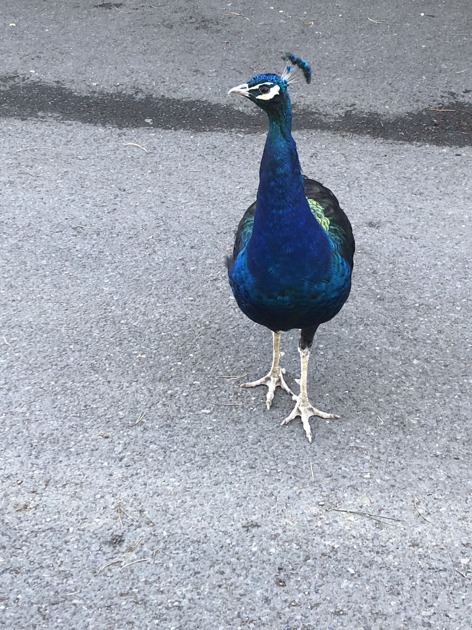 Apple iPhone 8 sample photo. Peacock, bird, n photography