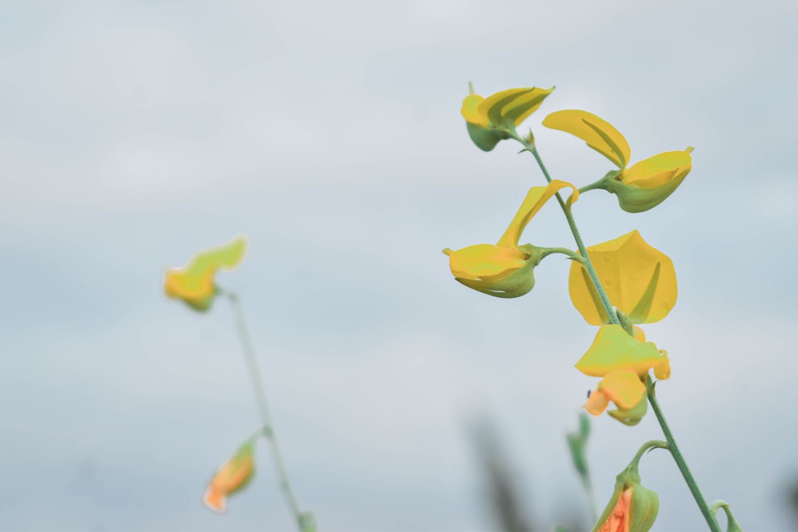 Nikon D5500 sample photo. Flowers, yellow, shrubs flowers photography