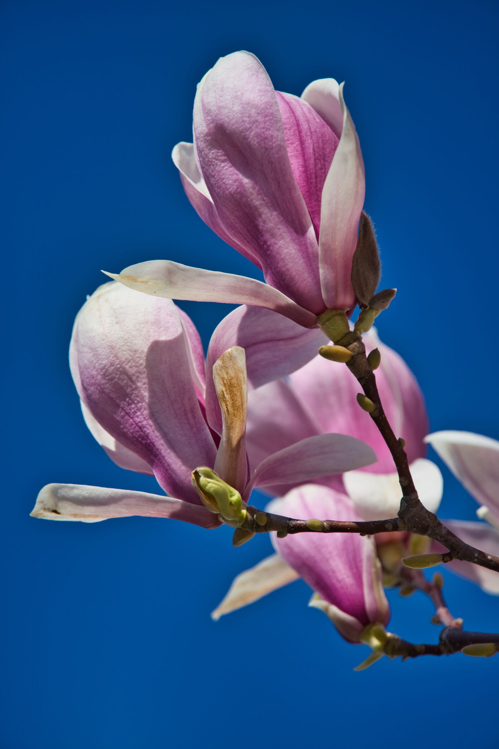 Sony a6400 sample photo. Spring, bühen, magnolia photography