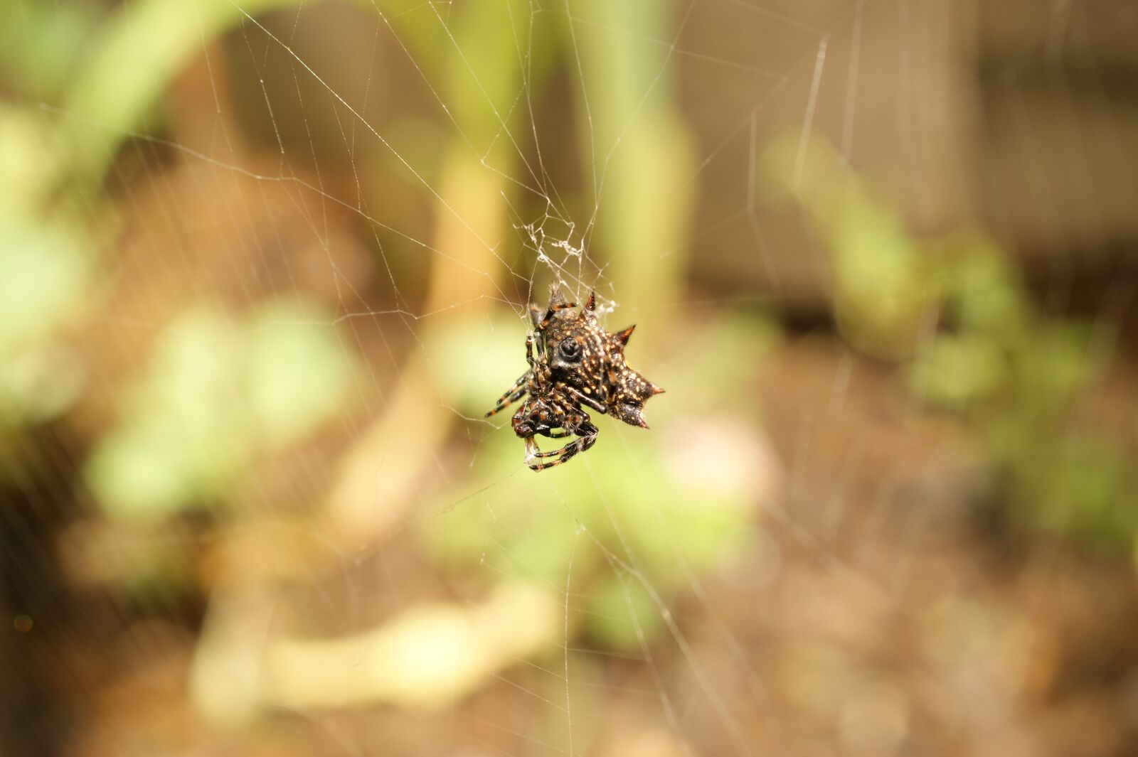 Sony Alpha DSLR-A390 sample photo. Images, area, kettle photography