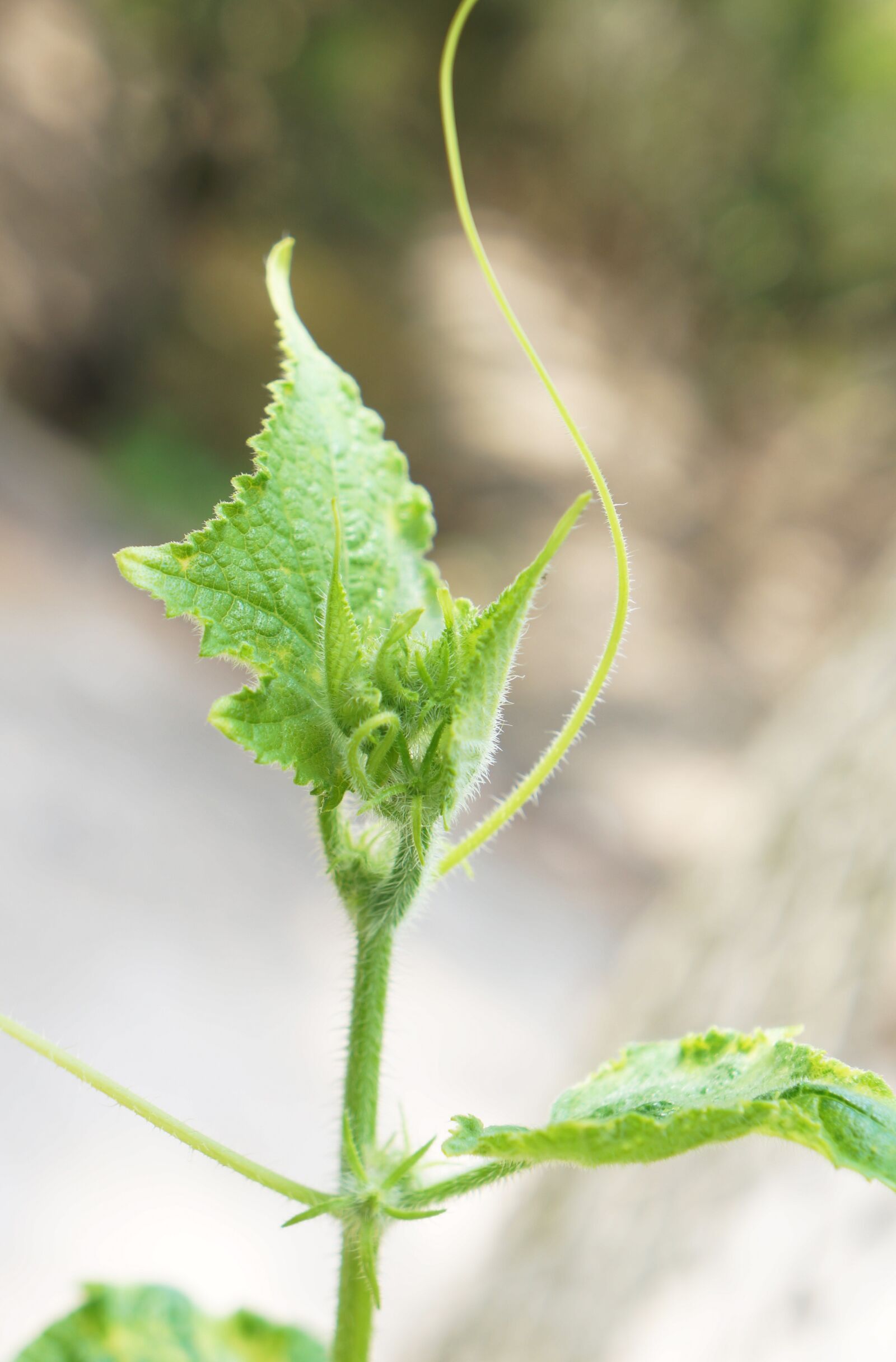 Sony Alpha NEX-F3 + Sony E 18-55mm F3.5-5.6 OSS sample photo. Bud melon, clove, bud photography