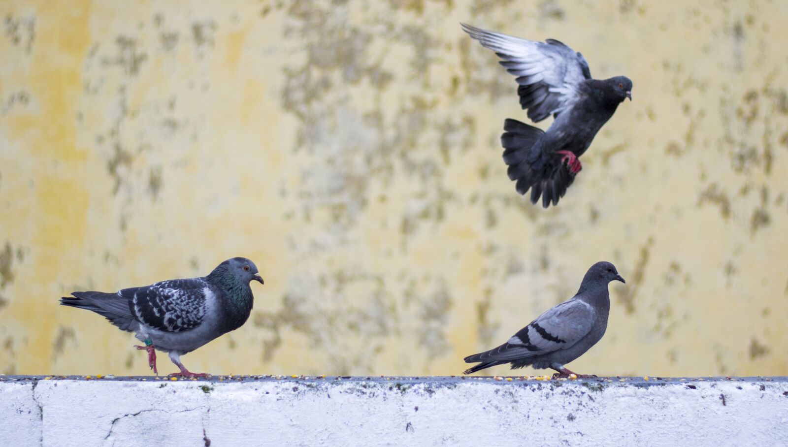 Nikon D3100 sample photo. Pigeon, movements, birds photography