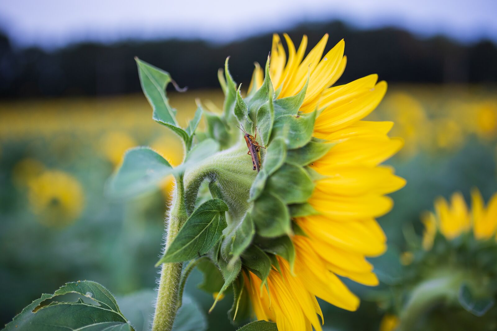 Sigma 35mm F1.4 DG HSM Art sample photo. Sunflowers, fields, cricket photography