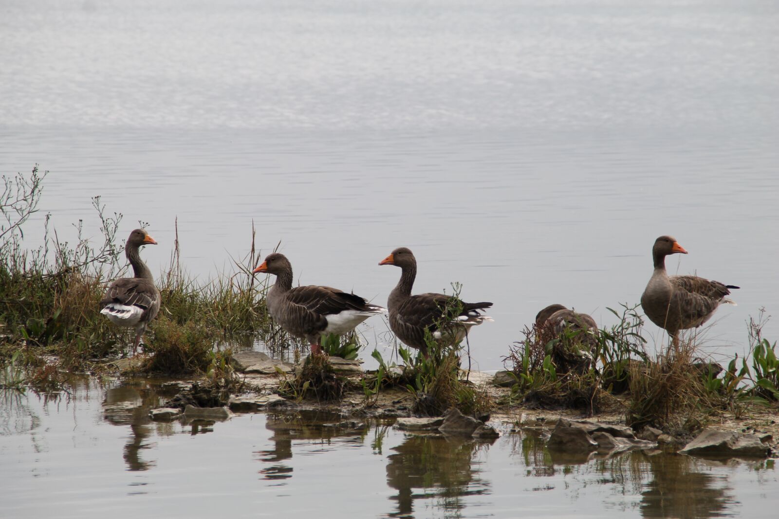 Canon EOS 1100D (EOS Rebel T3 / EOS Kiss X50) sample photo. Ducks, water, animals photography