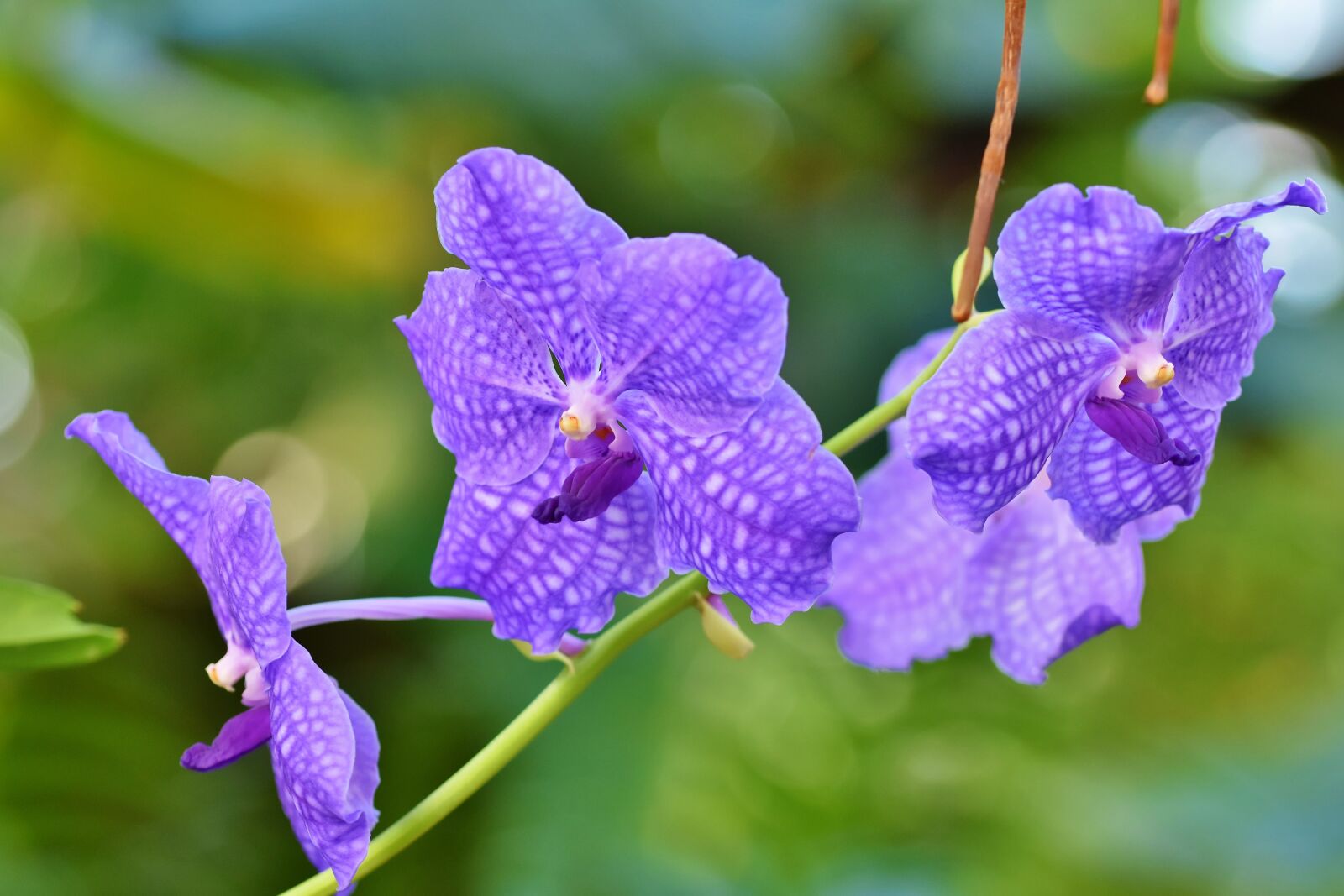 Nikon D7200 sample photo. Orchids, orchid flower, blossom photography