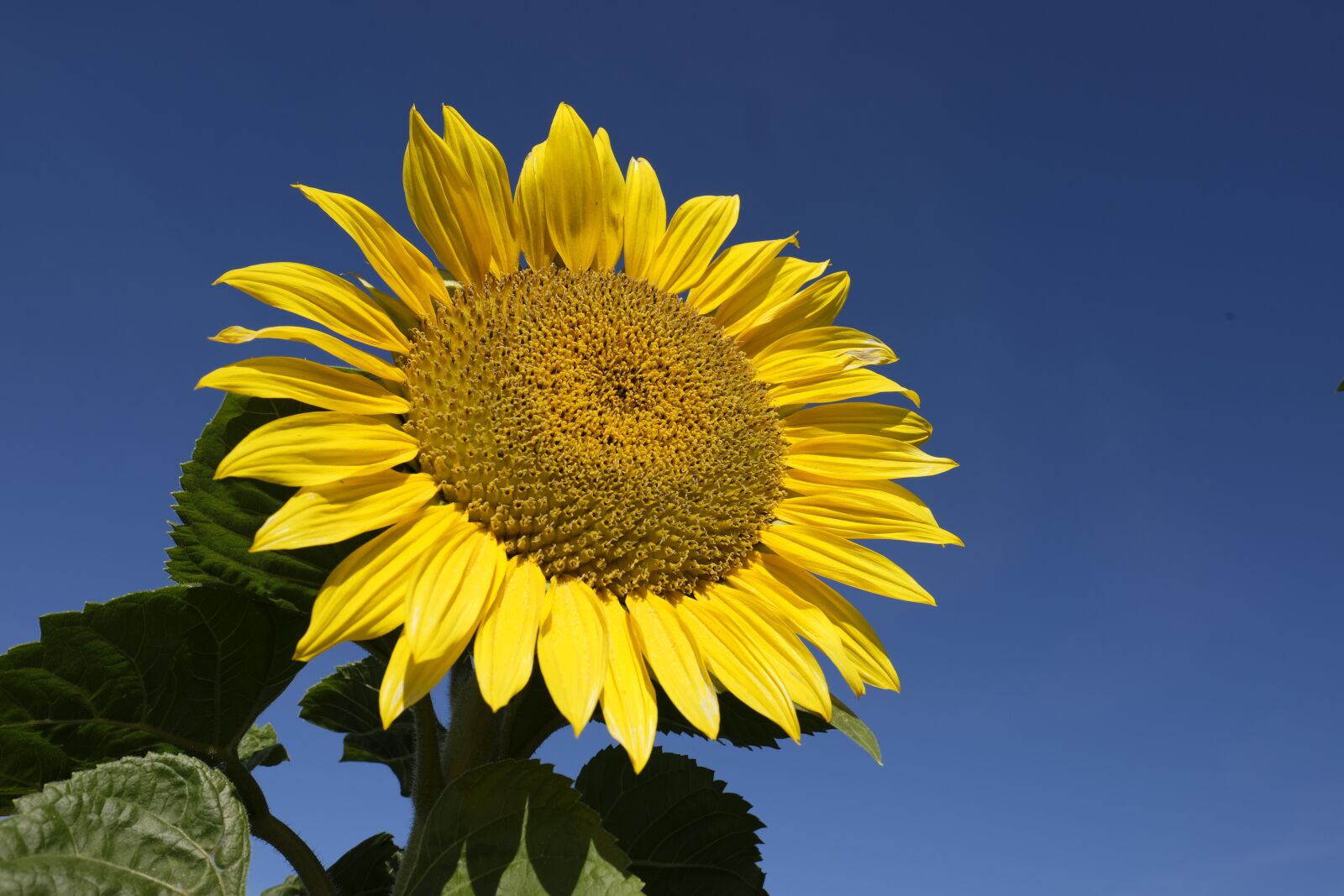 Fujifilm X-T2 + Fujifilm XF 16mm F1.4 R WR sample photo. Sunflower, flower, summer photography