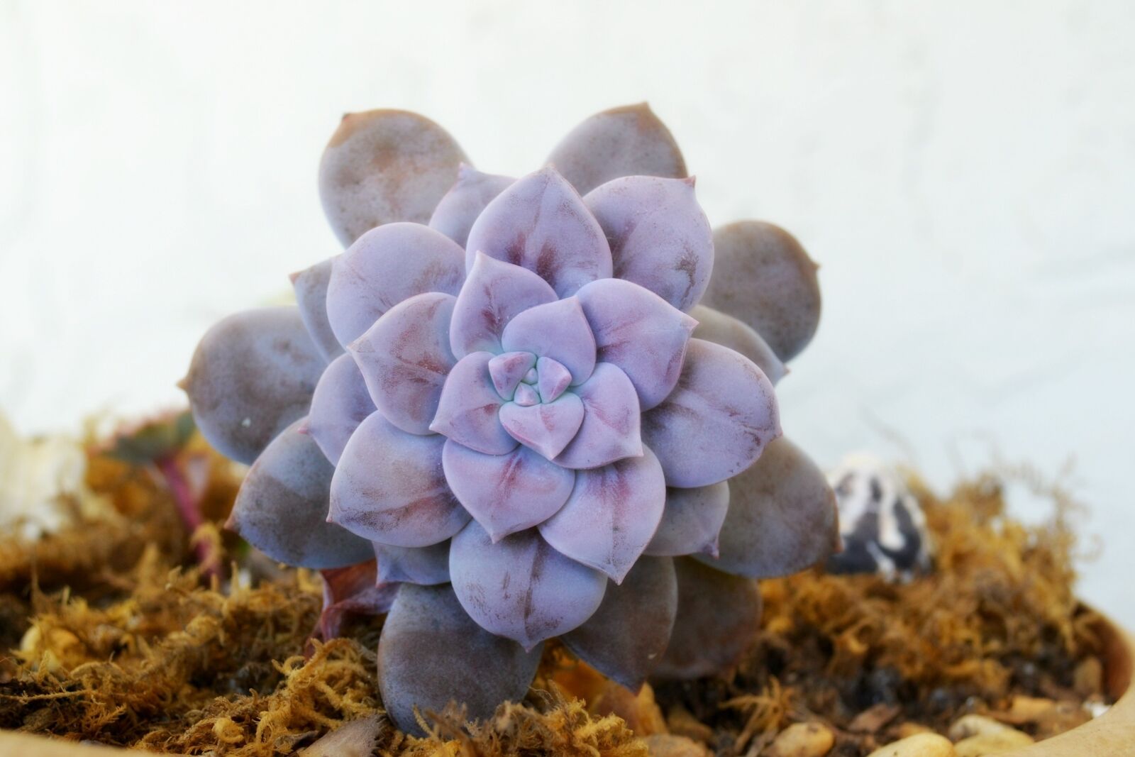 Nikon D3100 sample photo. Succulent, plant, purple photography