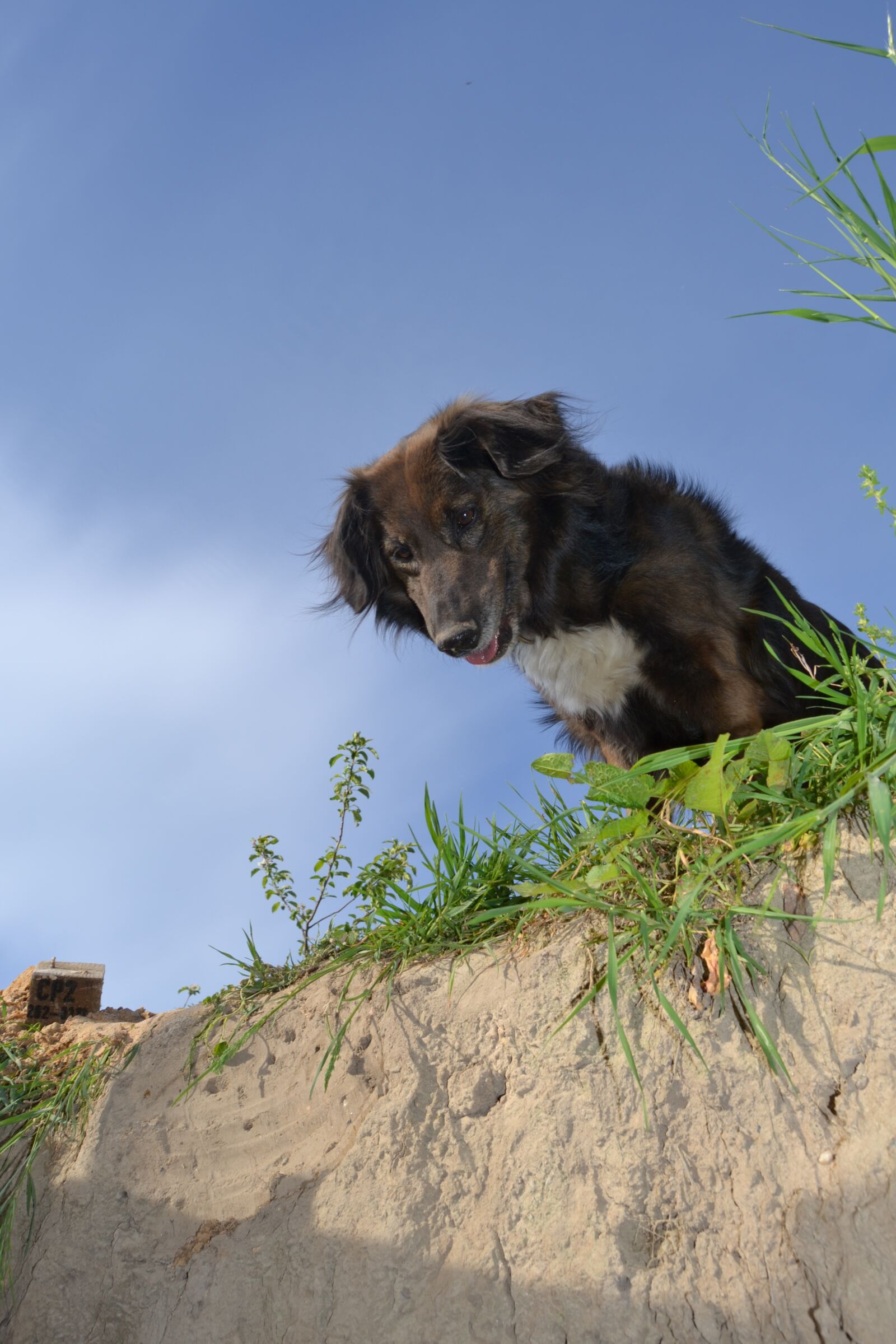 Nikon D3100 sample photo. Dog, sky, blue sky photography