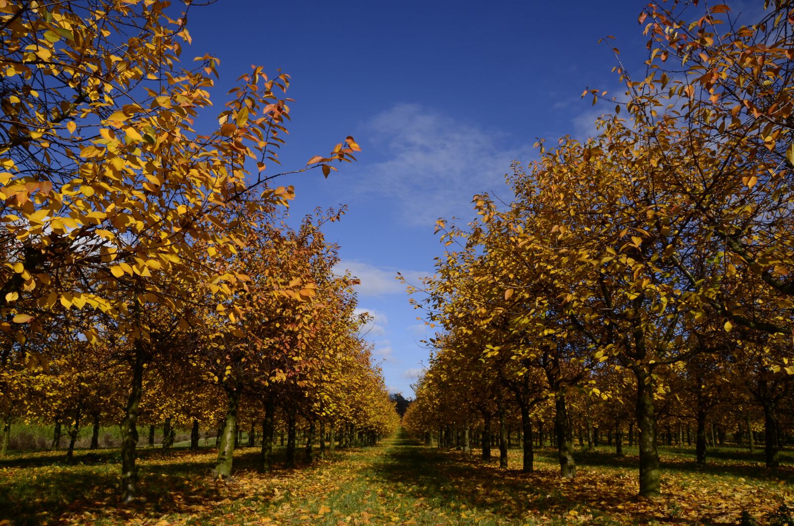Nikon D5100 sample photo. Autumn, november, colorful photography
