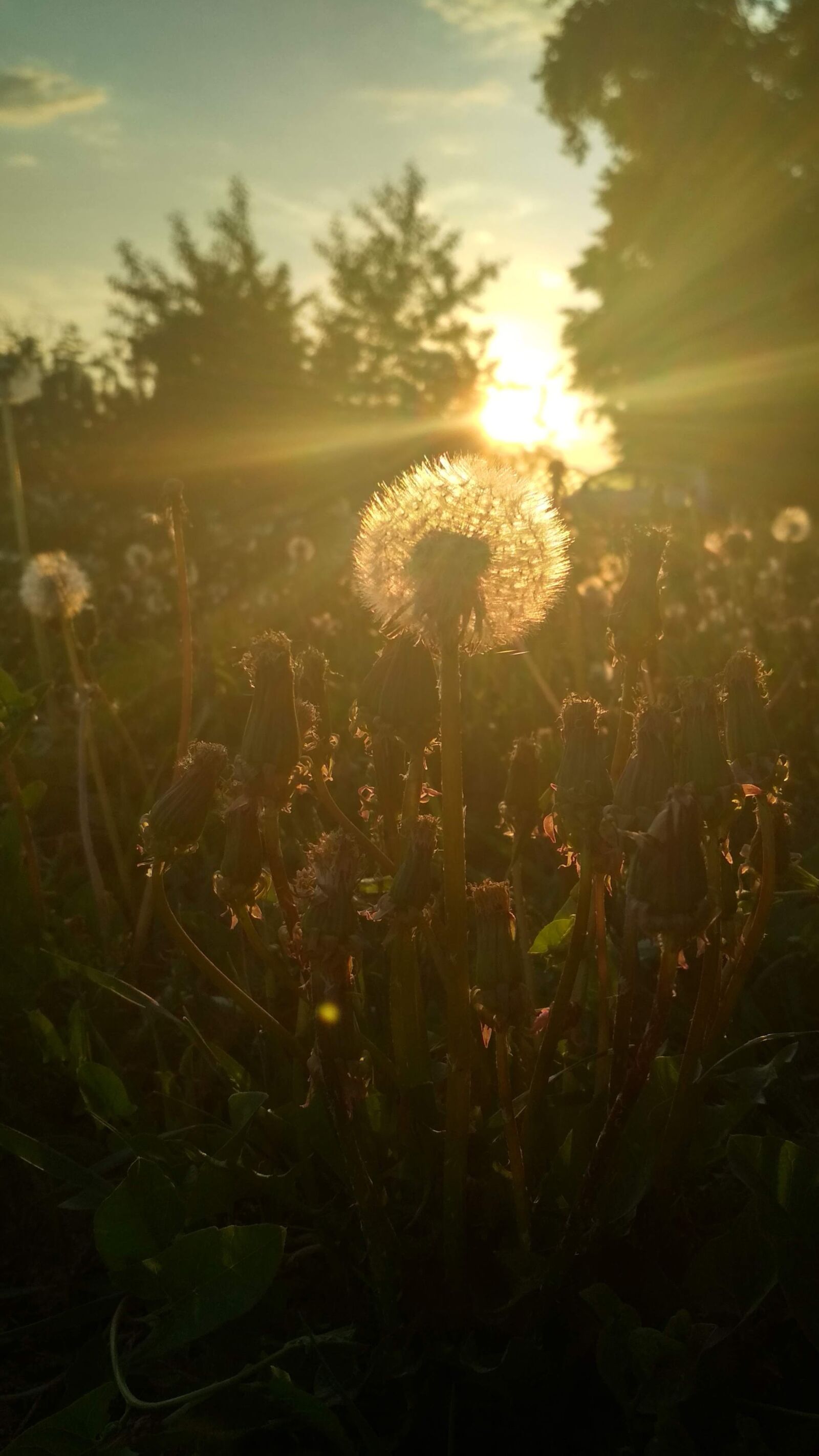 Xiaomi Redmi 4X sample photo. Sun, flower, sunflower photography