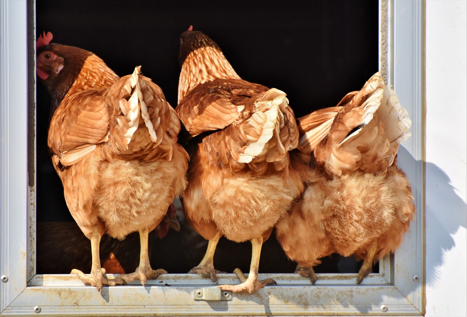 Nikon D7200 sample photo. Chicken, hen, poultry photography