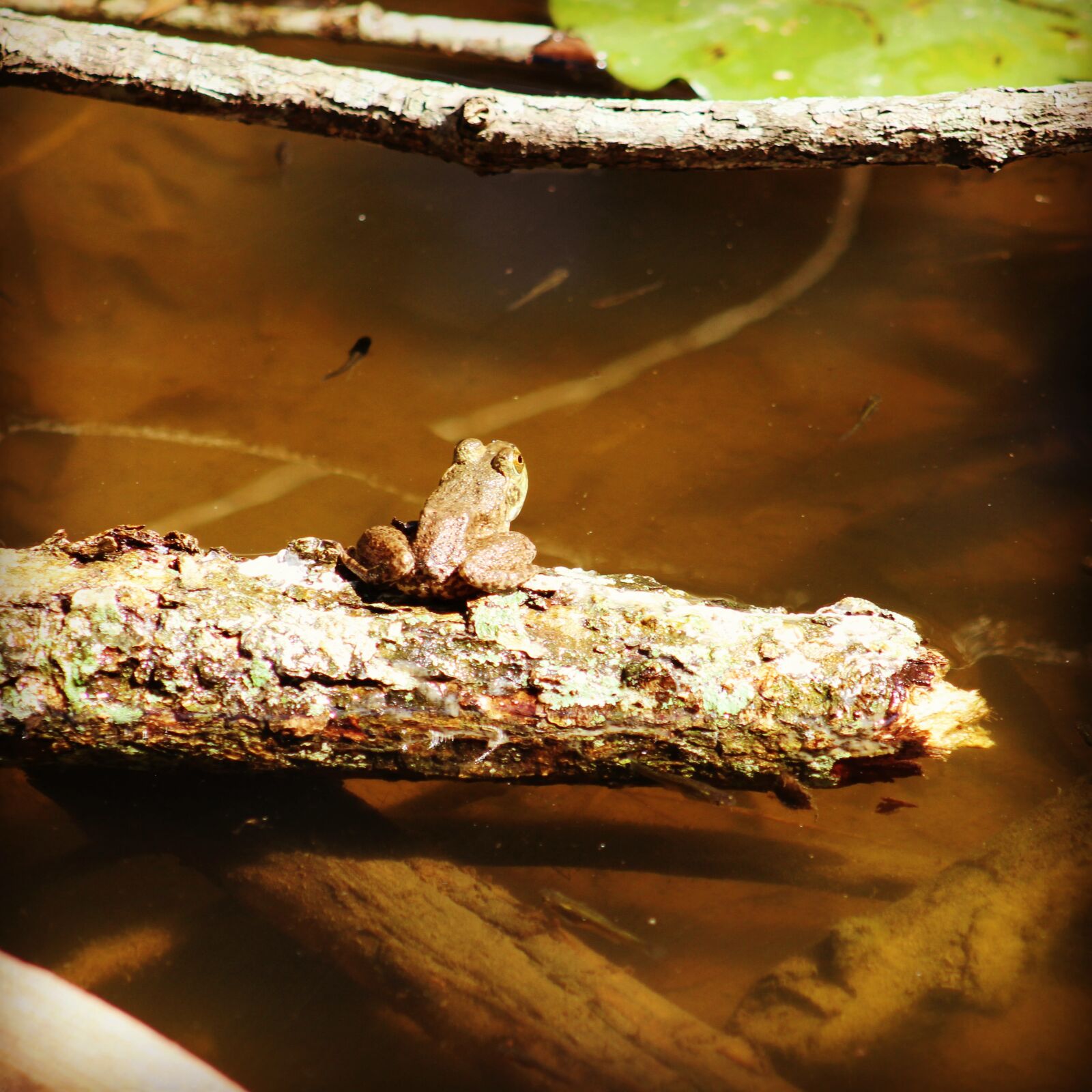 EF75-300mm f/4-5.6 sample photo. Frog, toad, log photography