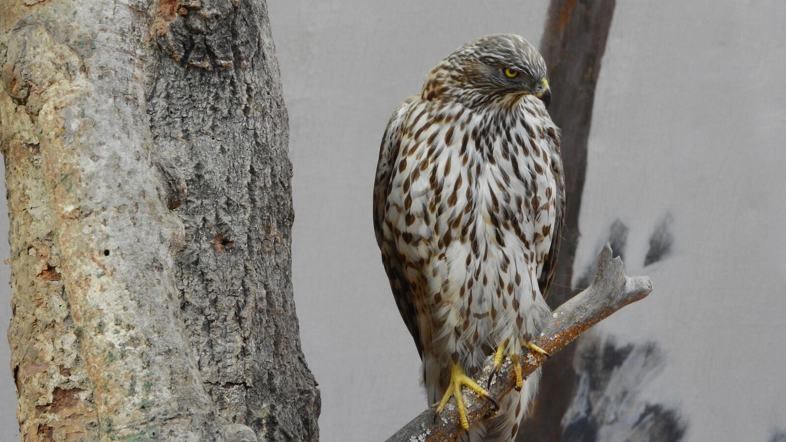 Nikon Coolpix P610 sample photo. Bird of prey, stuffed photography