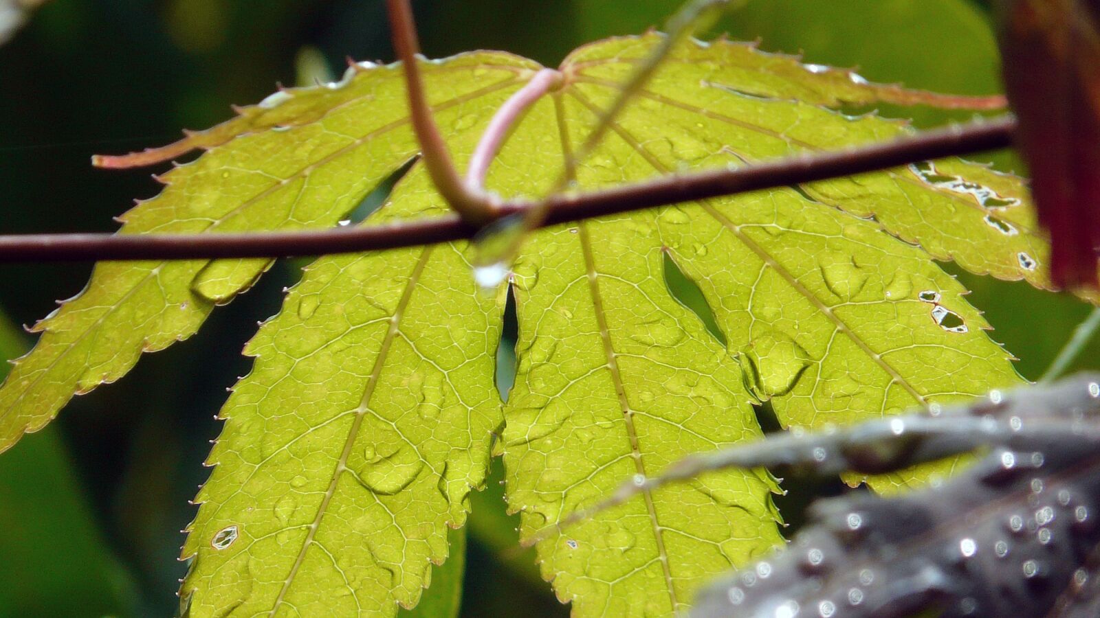 Panasonic DMC-FZ18 sample photo. Rain, drip, leaf photography