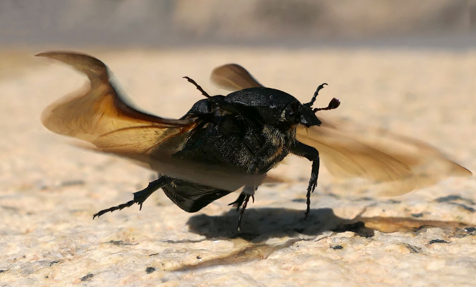 Panasonic Lumix DMC-FZ2500 (Lumix DMC-FZ2000) sample photo. Scarab, géoteope, beetle photography