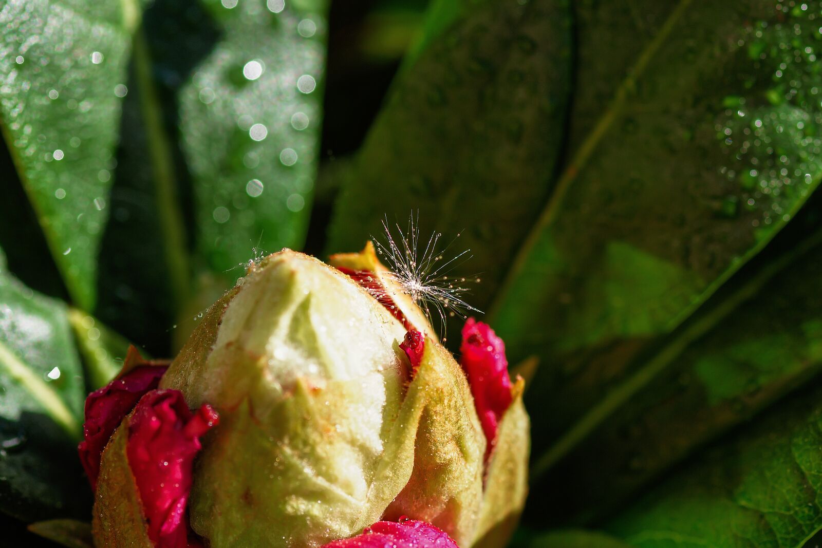 Nikon D7200 sample photo. Peony, dandelion, seeds photography