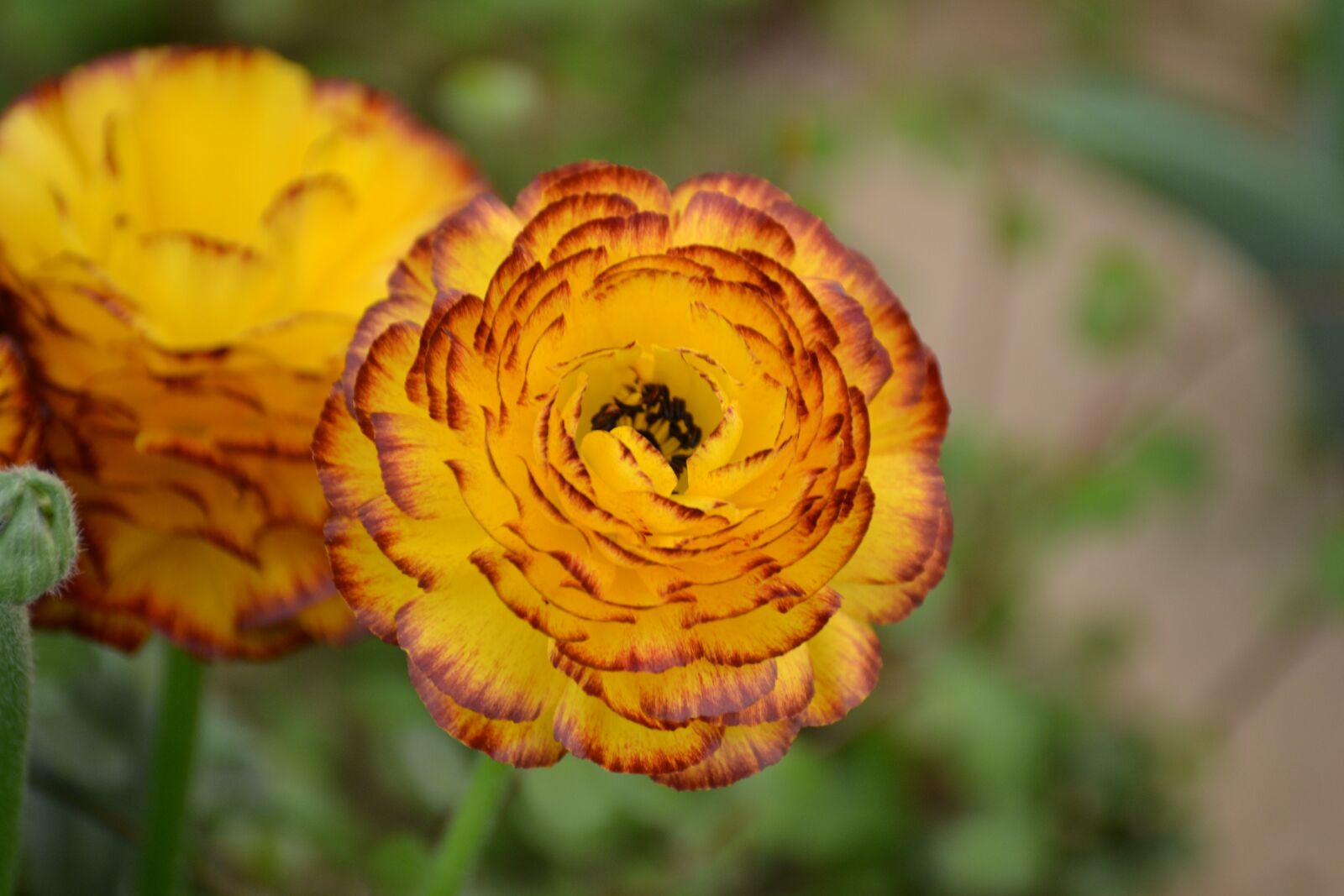 Nikon D3100 sample photo. Flower, plant, spring photography