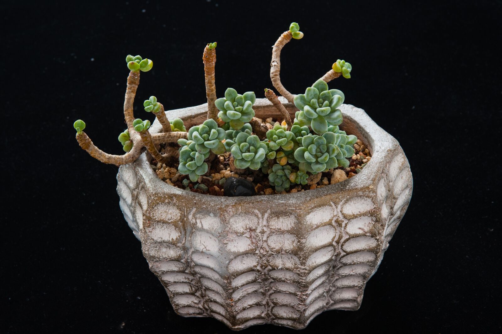 Nikon D700 sample photo. The fleshy, plant, gardening photography