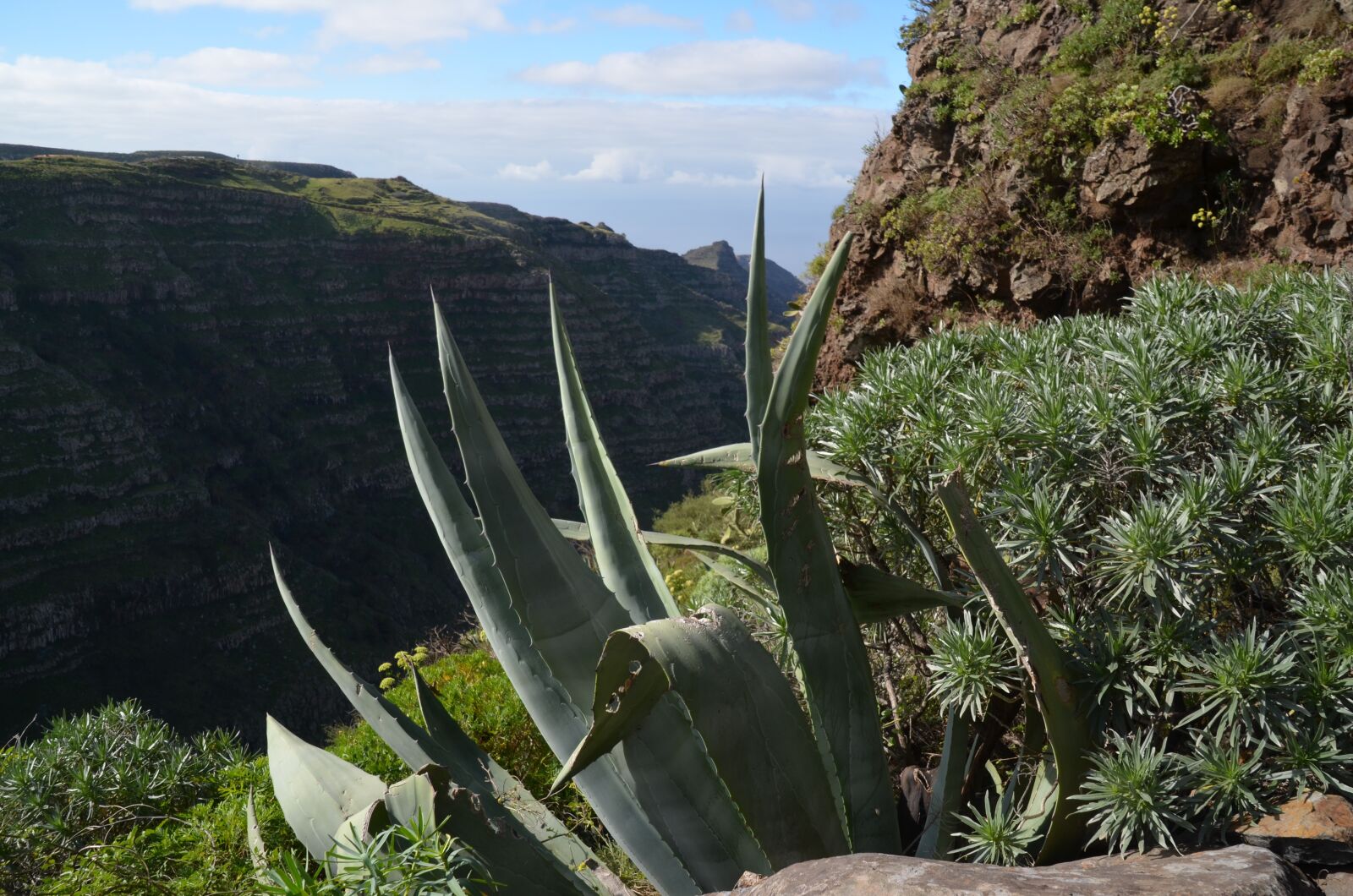 Nikon D5100 sample photo. Mountains, algarve, aloevera photography