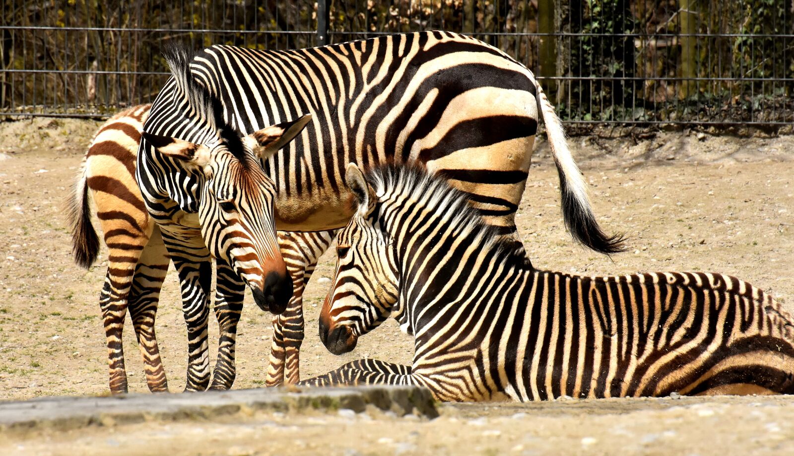 Nikon D7200 sample photo. Zebras, wild animal, zoo photography