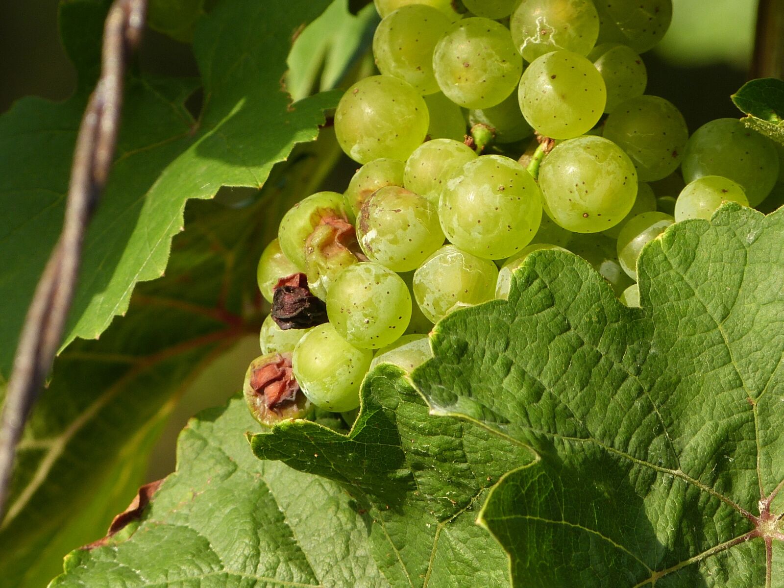 Panasonic Lumix DMC-FZ150 sample photo. Wine, benefit from, grapes photography