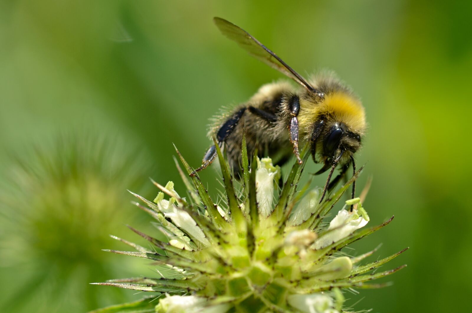 Nikon D5100 sample photo. Bee, animal, honey photography