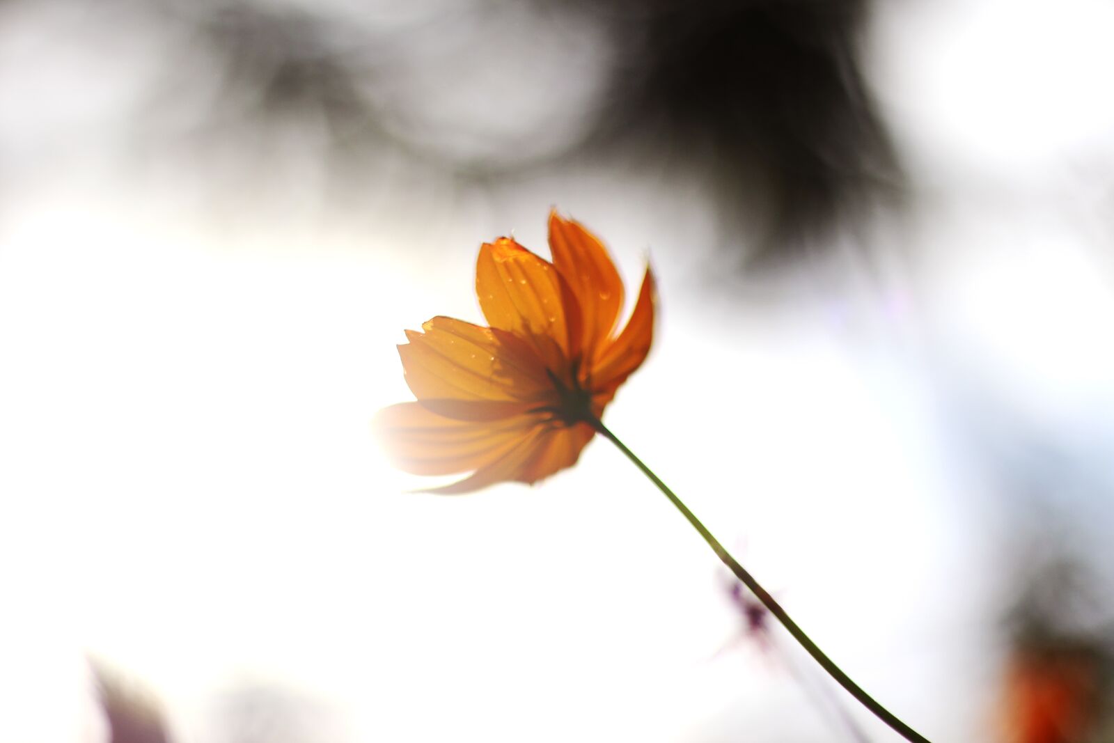 Canon EOS 700D (EOS Rebel T5i / EOS Kiss X7i) + Canon EF 50mm F1.8 STM sample photo. Flower, rays, sunshine photography