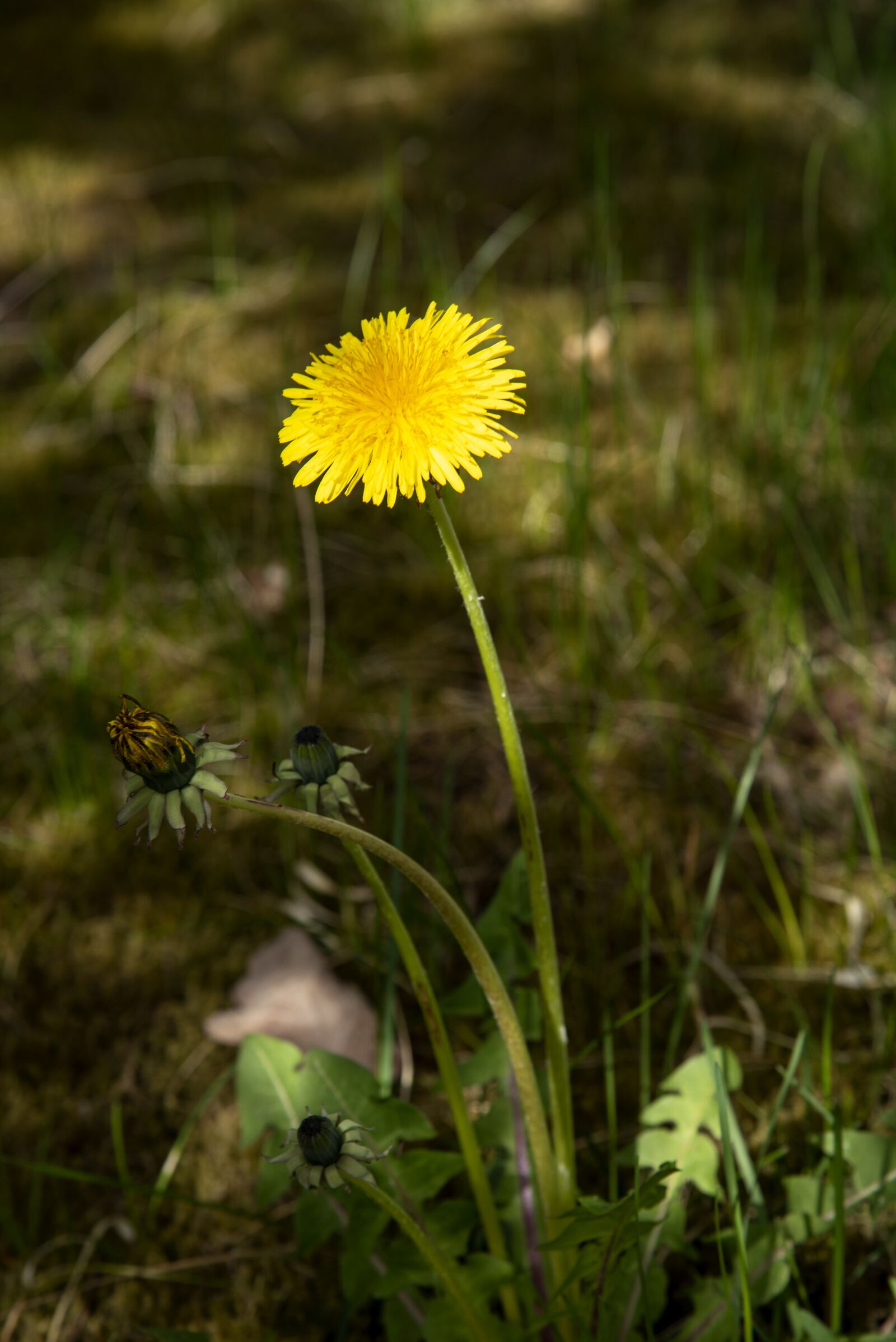 Nikon D750 sample photo. Dandelion, weeds, nature photography