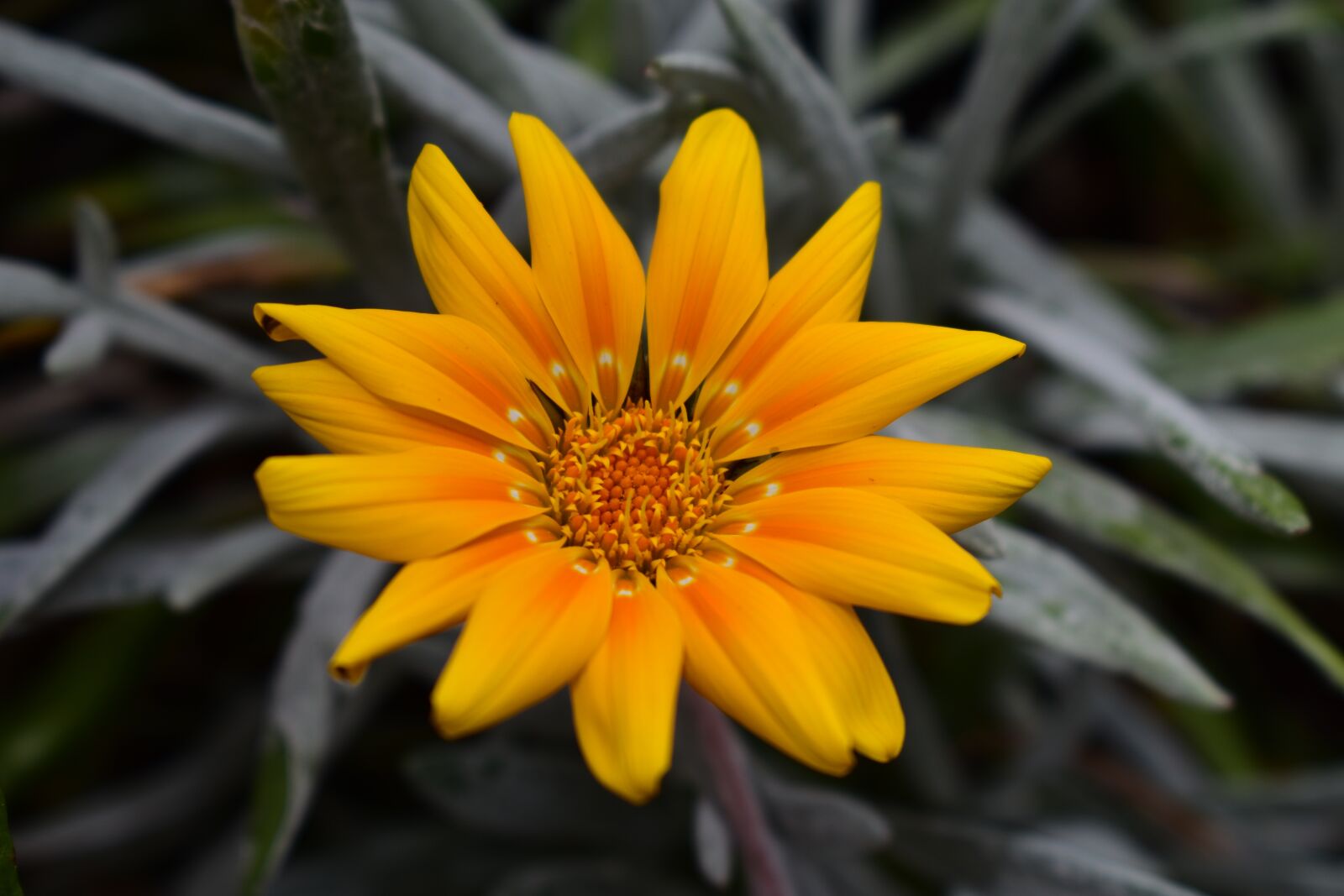 Nikon D3400 sample photo. Nature, plant, flower photography