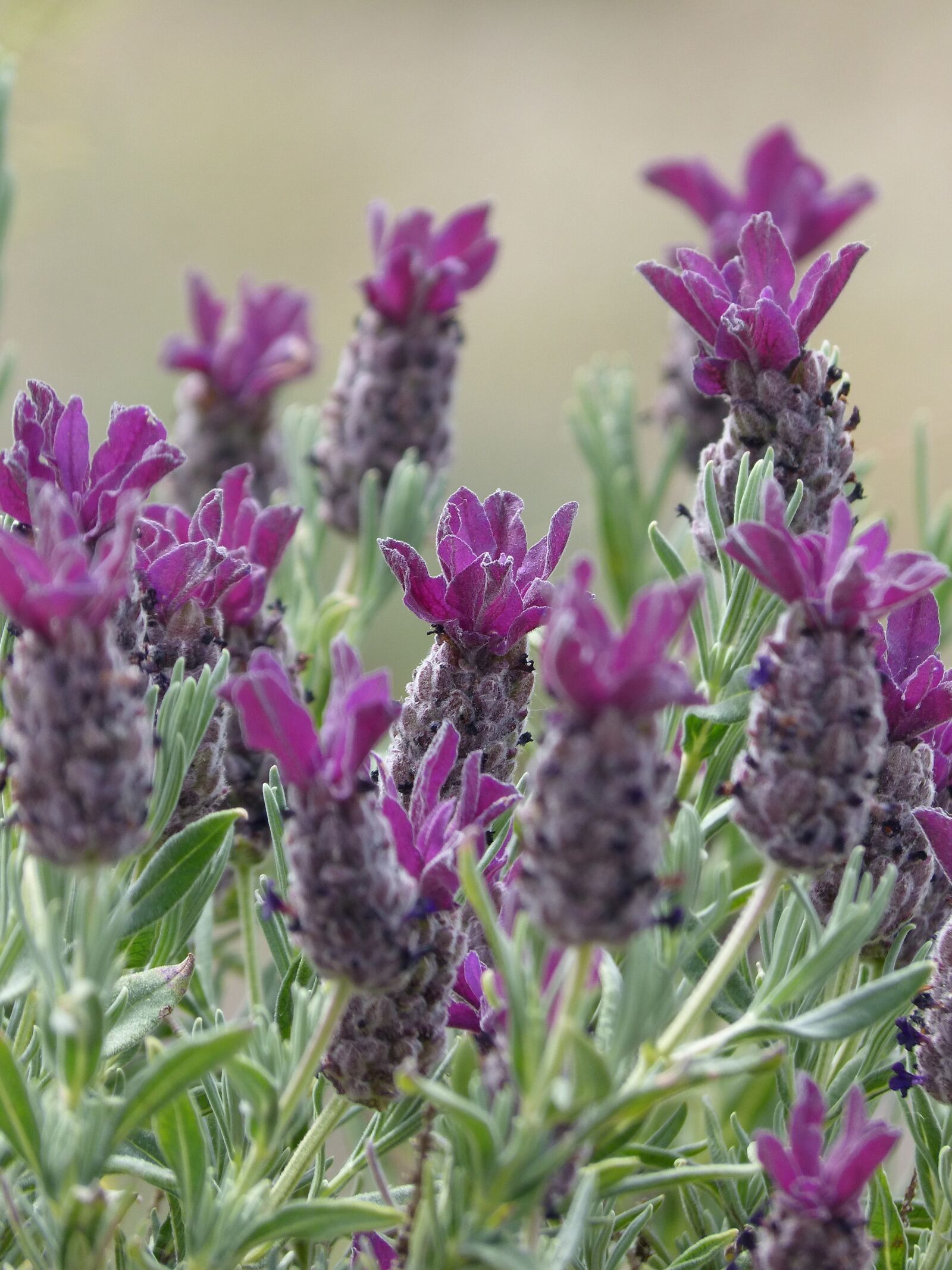 Panasonic DMC-FZ62 sample photo. Lavender, lavandula officinalis, wild photography