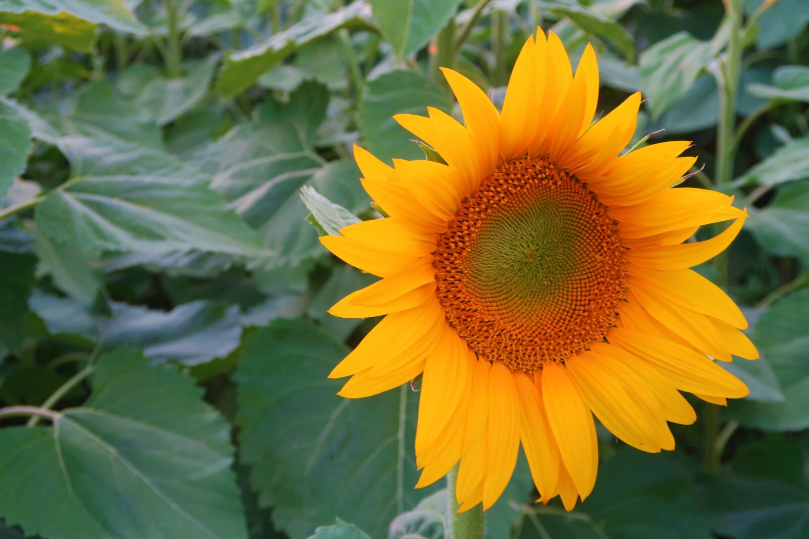 Canon PowerShot G7 X sample photo. Sunflower, plant, flower photography