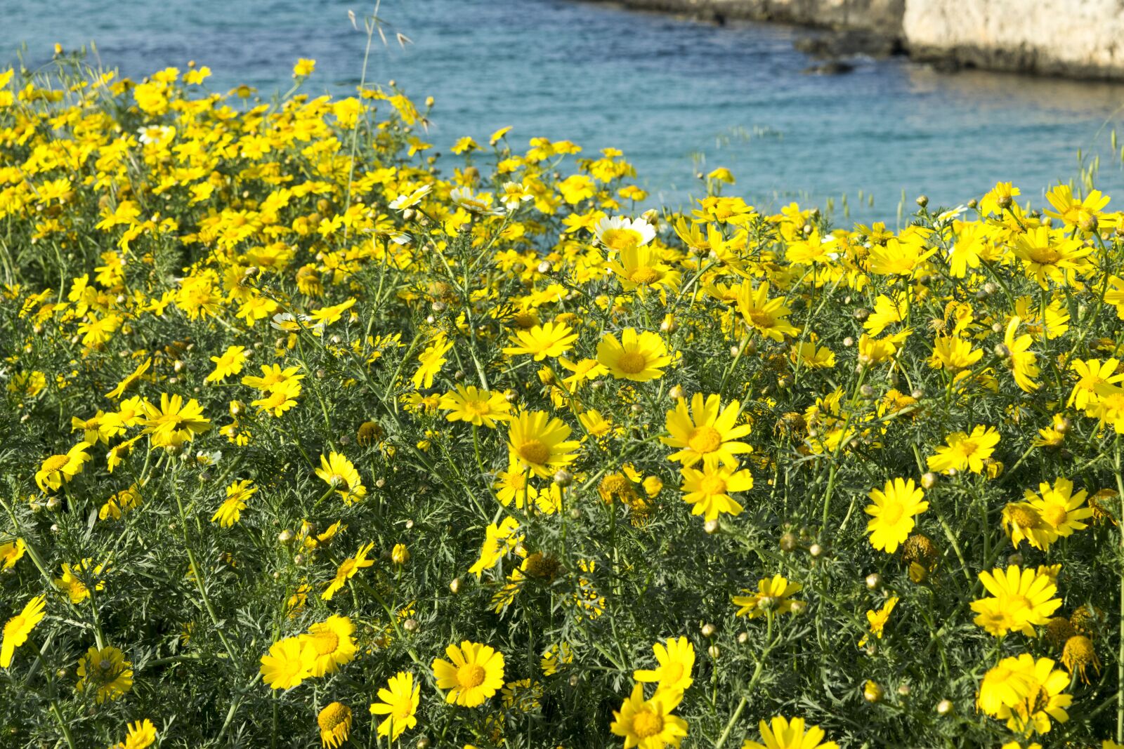 Nikon D5300 sample photo. Nature, flower, summer photography
