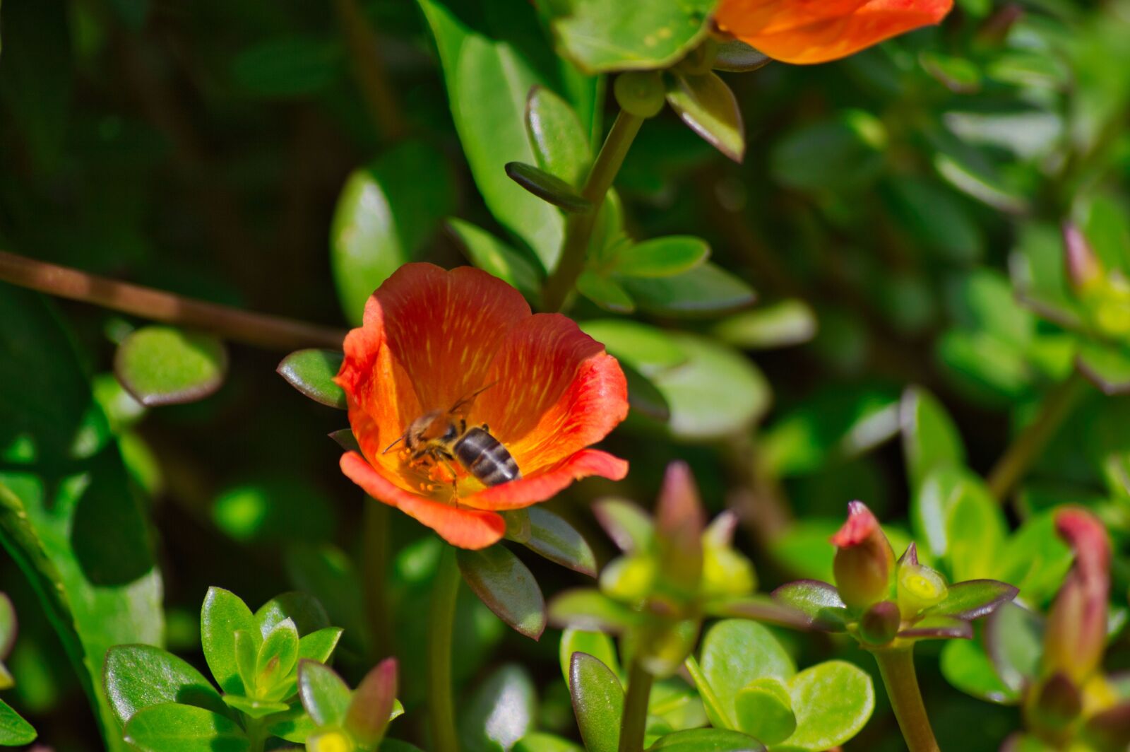 Nikon D3200 sample photo. Costa rica, garden, flower photography