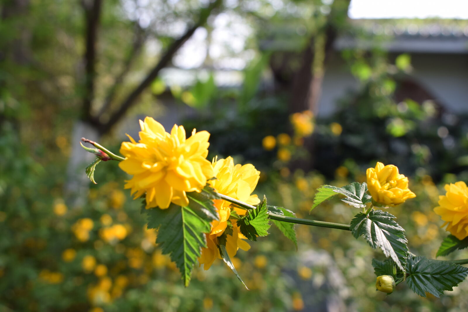 Nikon D5300 sample photo. Garden, garden, flower, nature photography