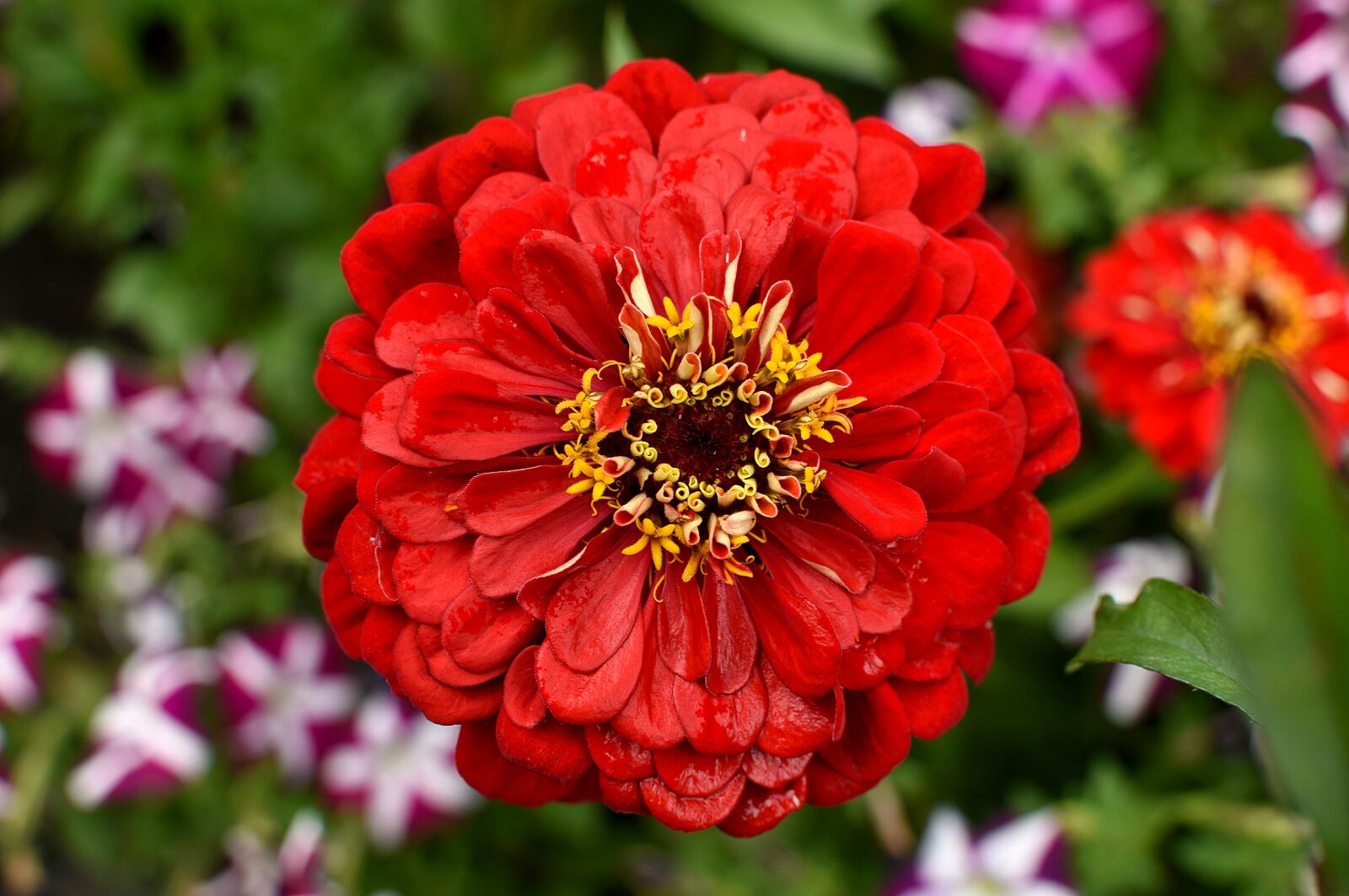 Nikon D810 sample photo. Red, flower, macro photography