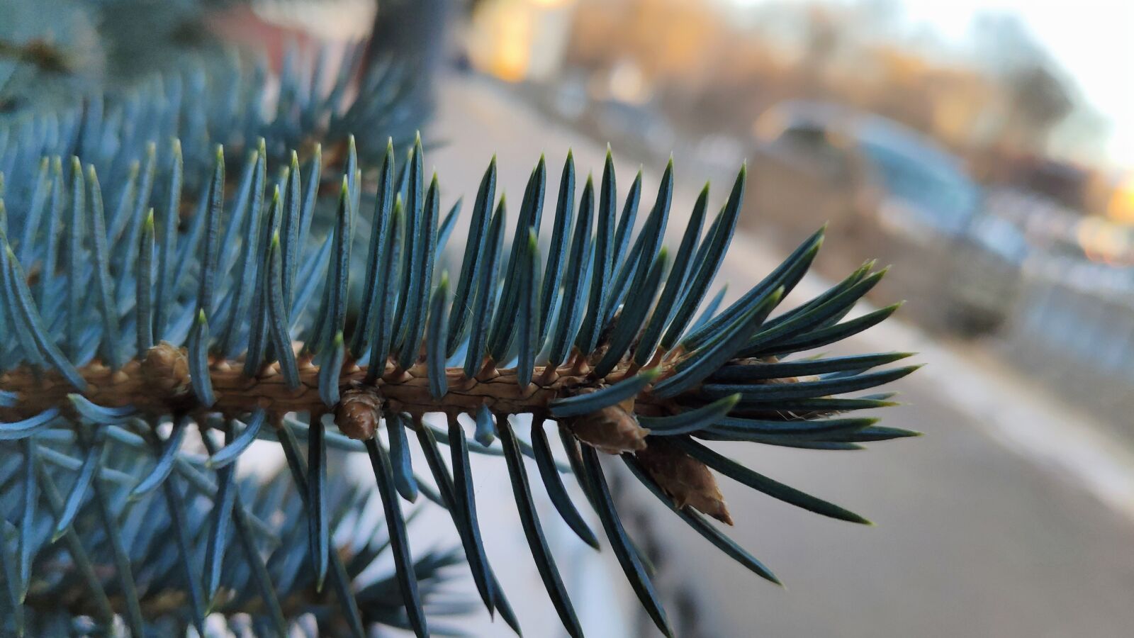 Xiaomi MI 8 sample photo. Spruce, needles, branch photography