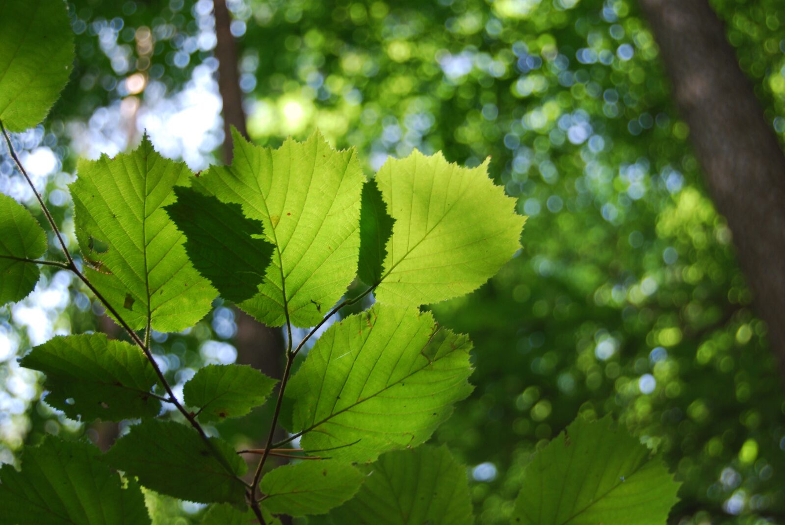 Nikon D60 sample photo. Foliage, green, tree photography