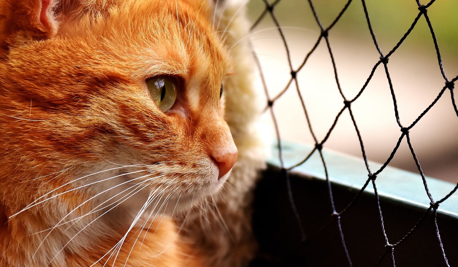 Nikon D7200 sample photo. Cat, mackerel, photograph photography