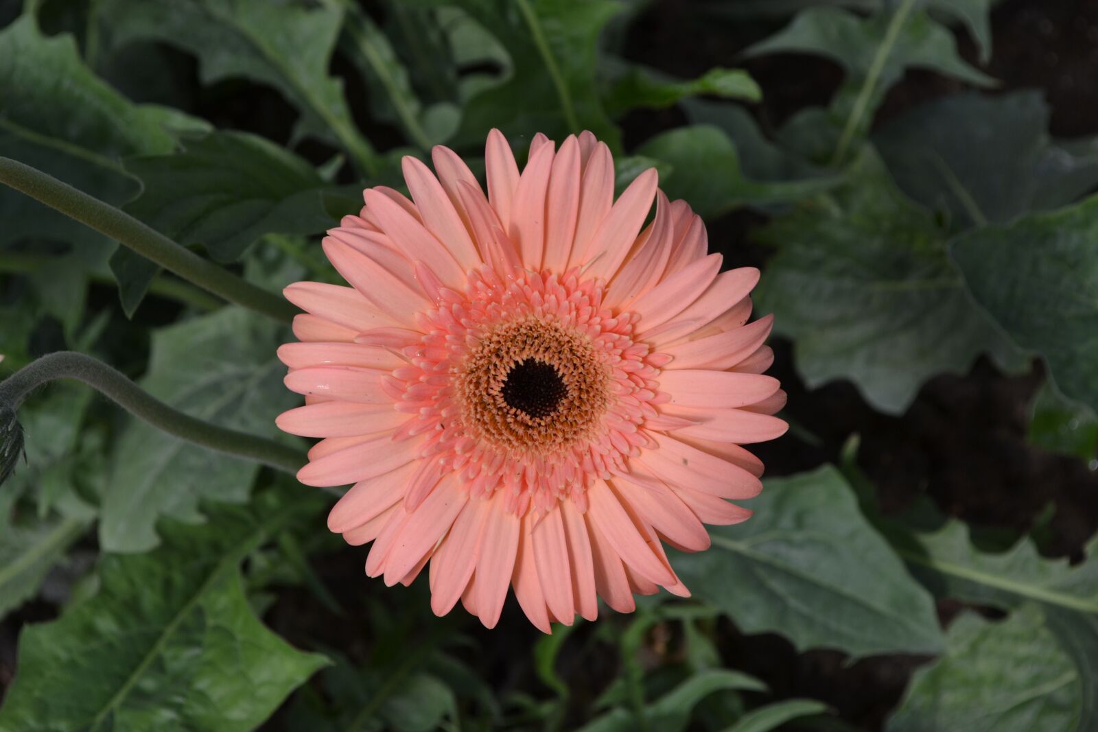 Nikon D3100 sample photo. Gerbera, flower, floral photography