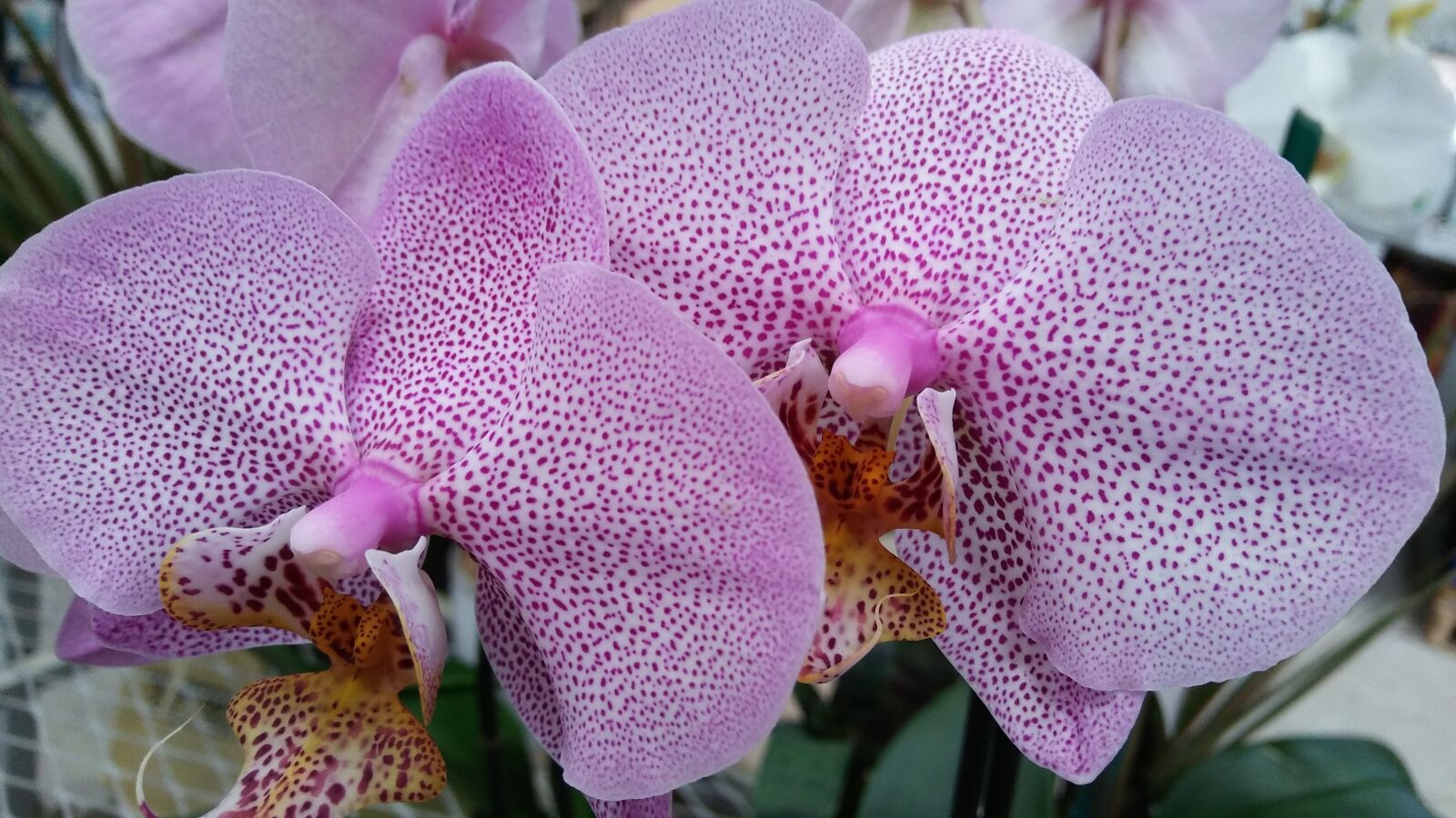 LG STYLO 2 sample photo. Orchid, phalanopsis, flower photography