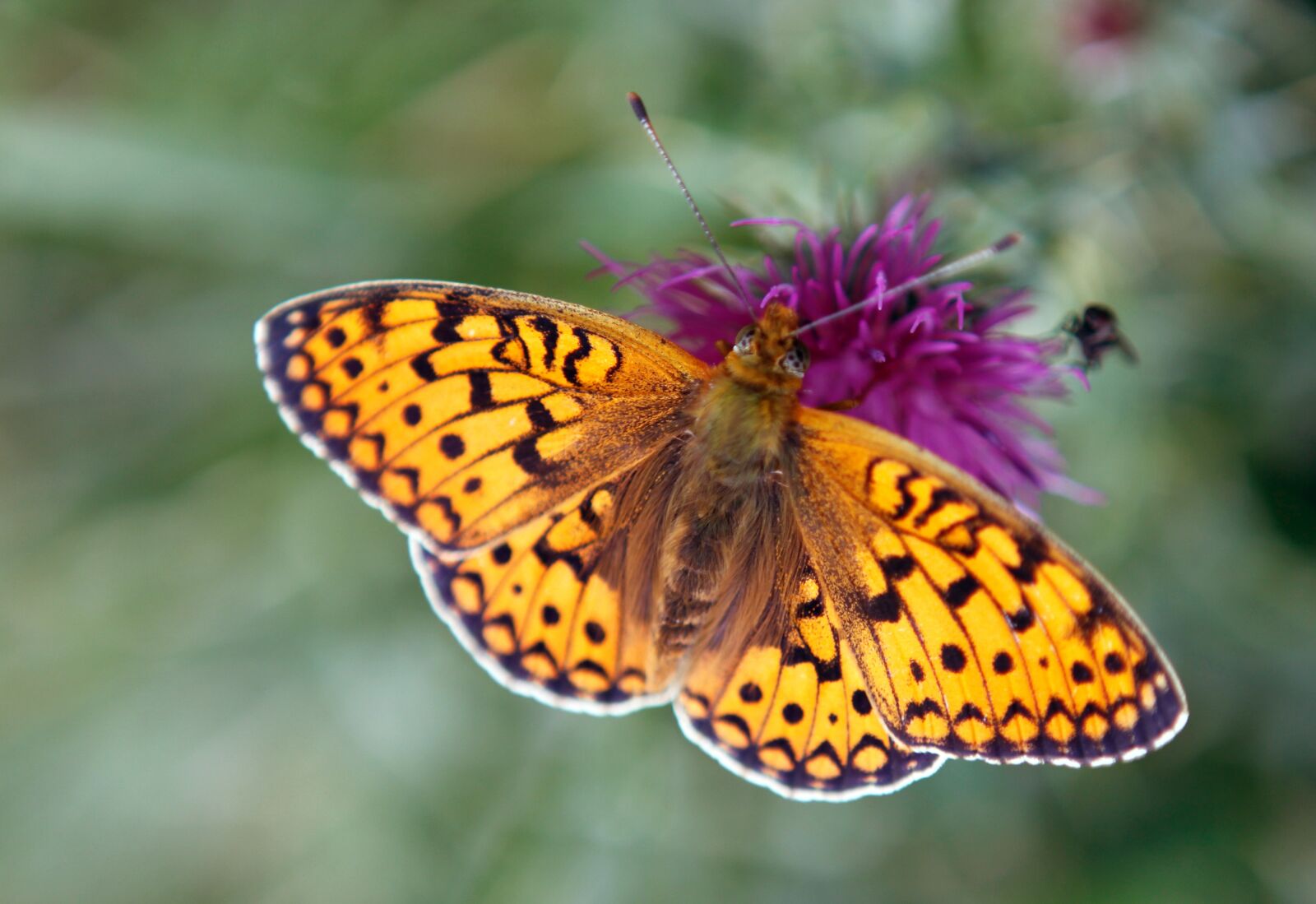 Canon EOS 50D sample photo. Butterfly, vanessa cardui, animals photography