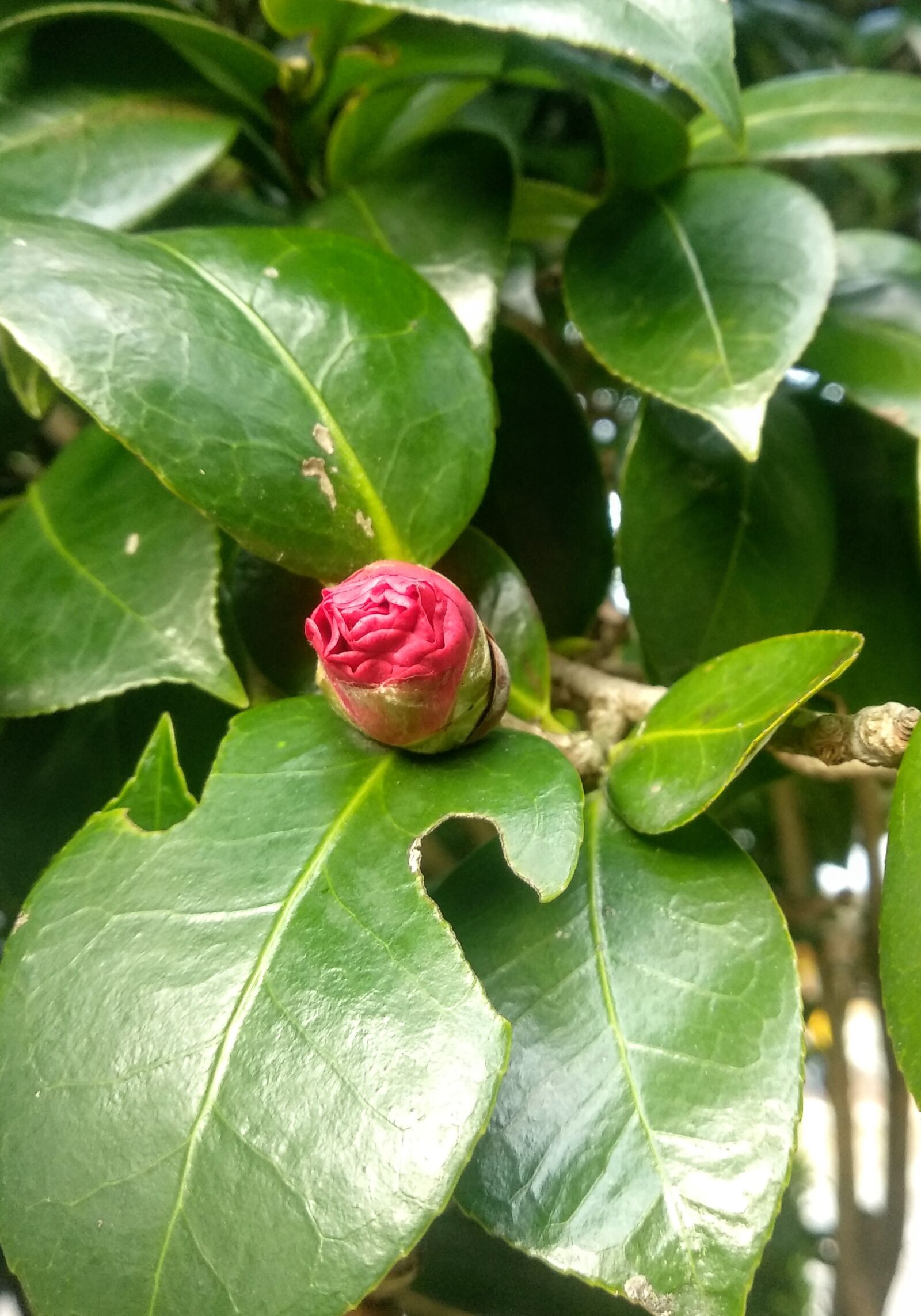 Xiaomi Mi A1 sample photo. Close-up, plant, bright photography