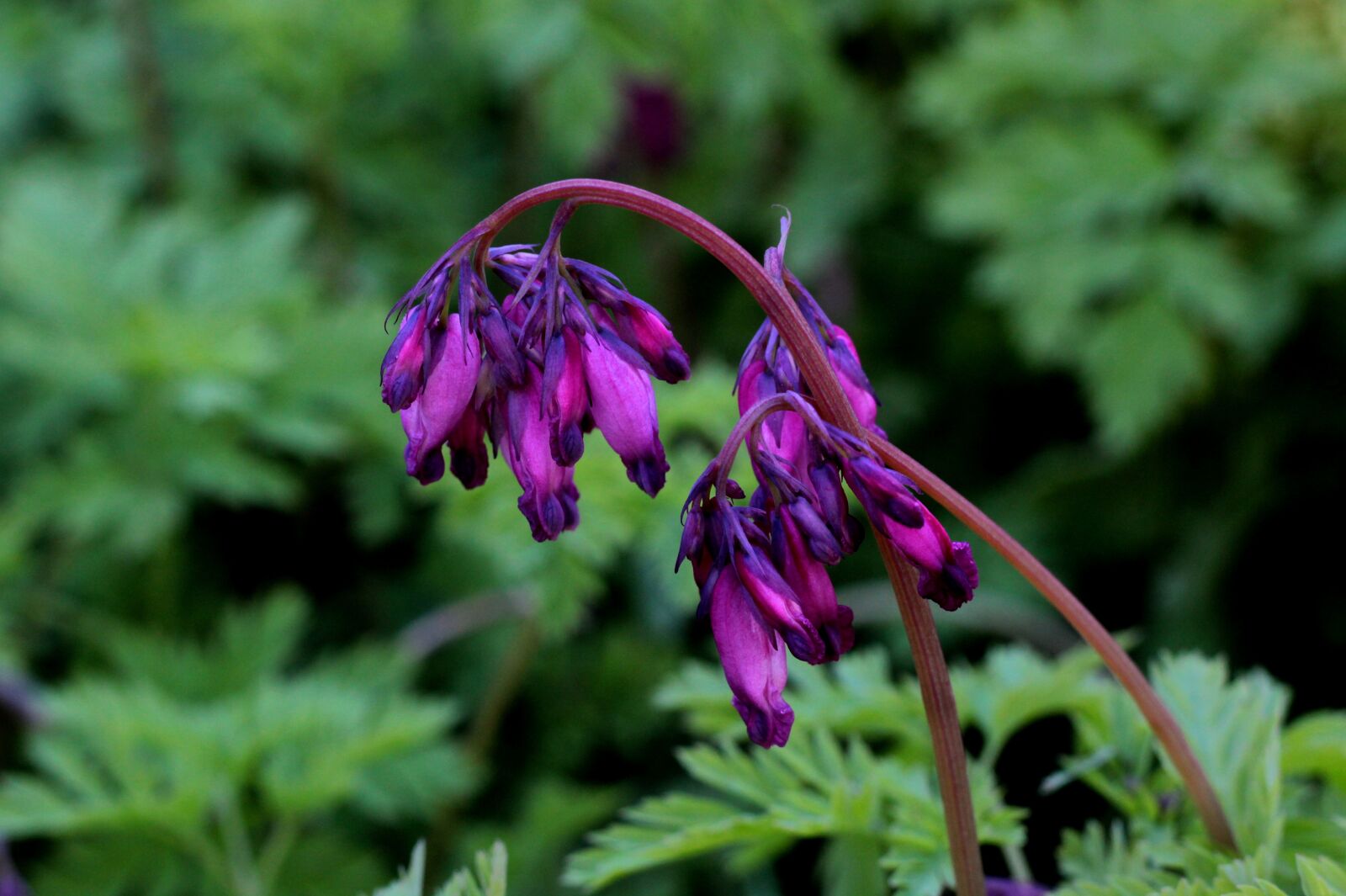 Canon EOS 600D (Rebel EOS T3i / EOS Kiss X5) + Canon EF 50mm F1.8 STM sample photo. Broken hearts, dicentra, purple photography
