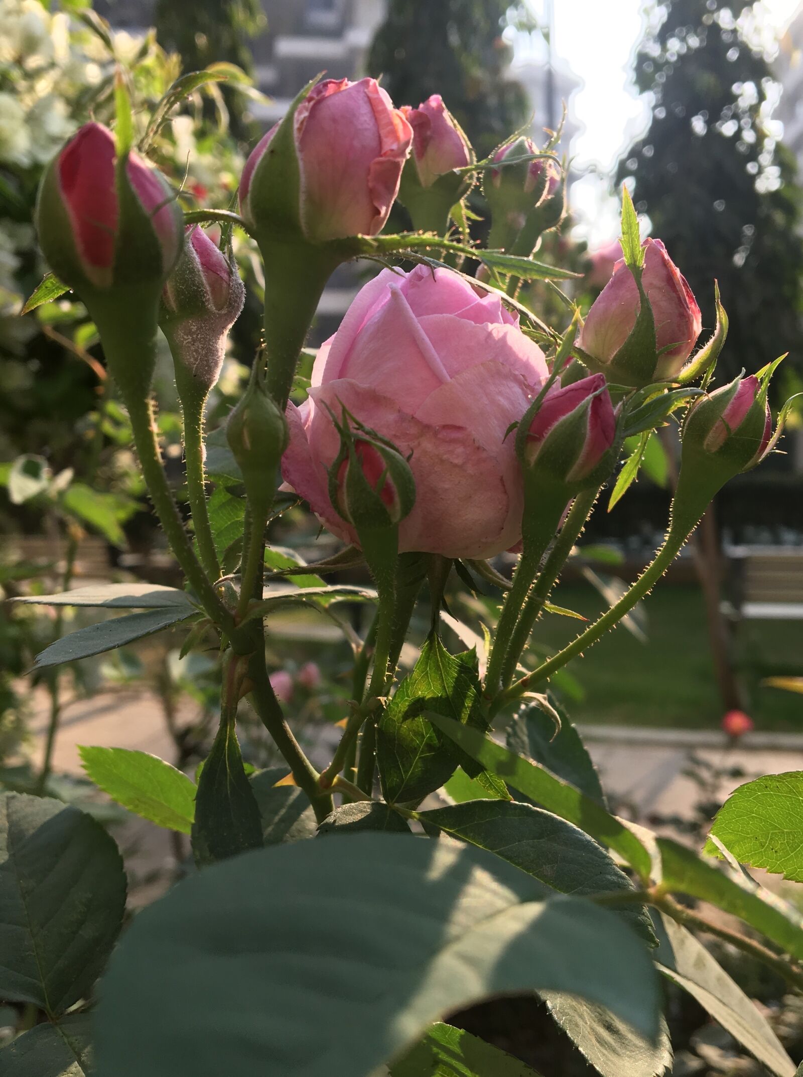 Apple iPhone 6s sample photo. Rose, roses, red photography