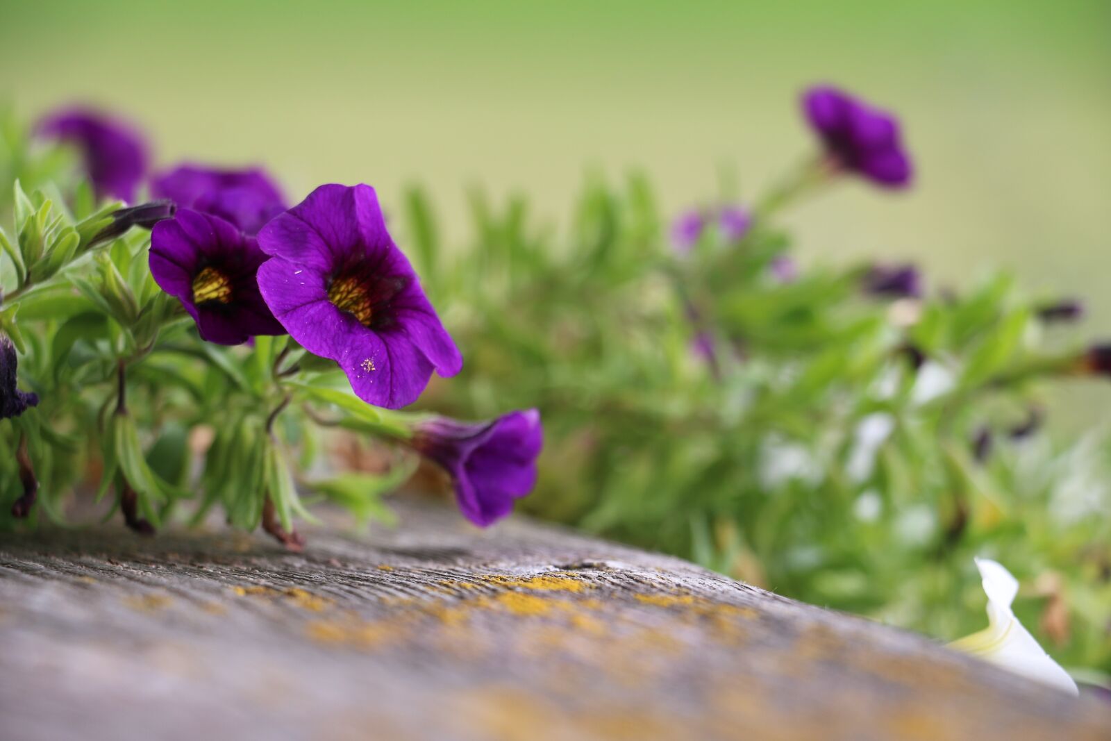 Canon EOS 70D sample photo. Geranium, violet, balcony plant photography